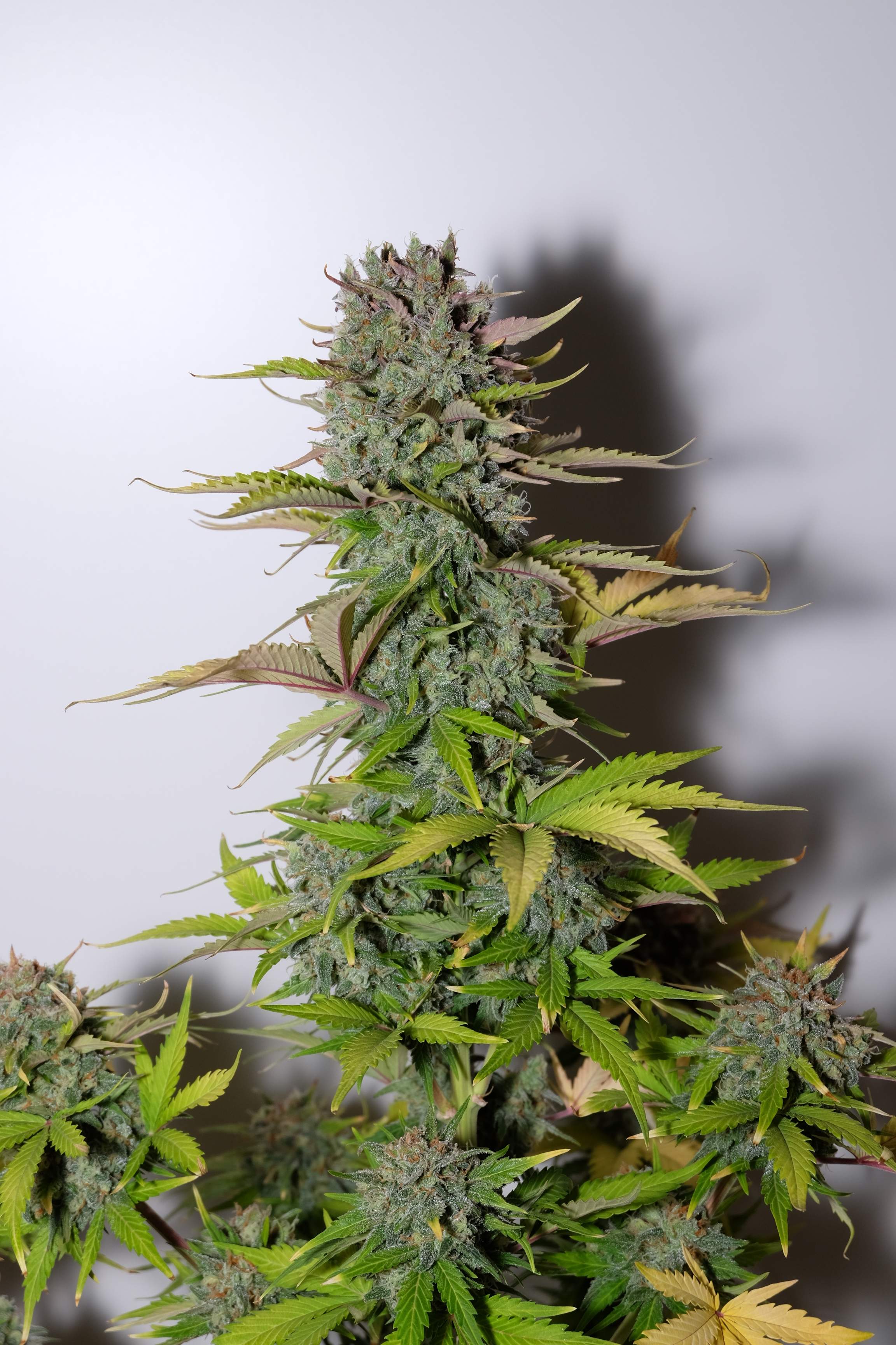Fast Buds G14 Auto