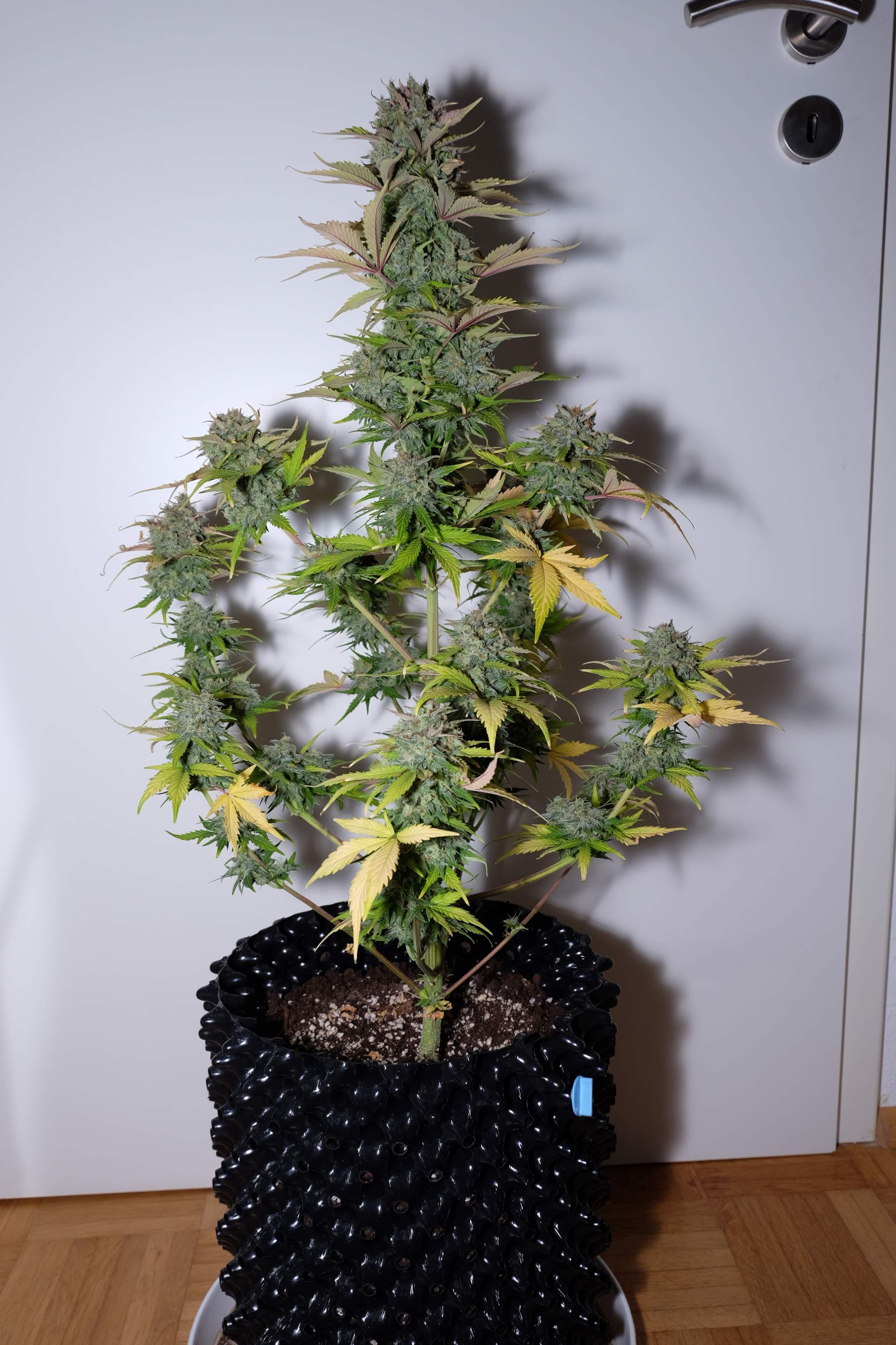 Fast Buds G14 Auto