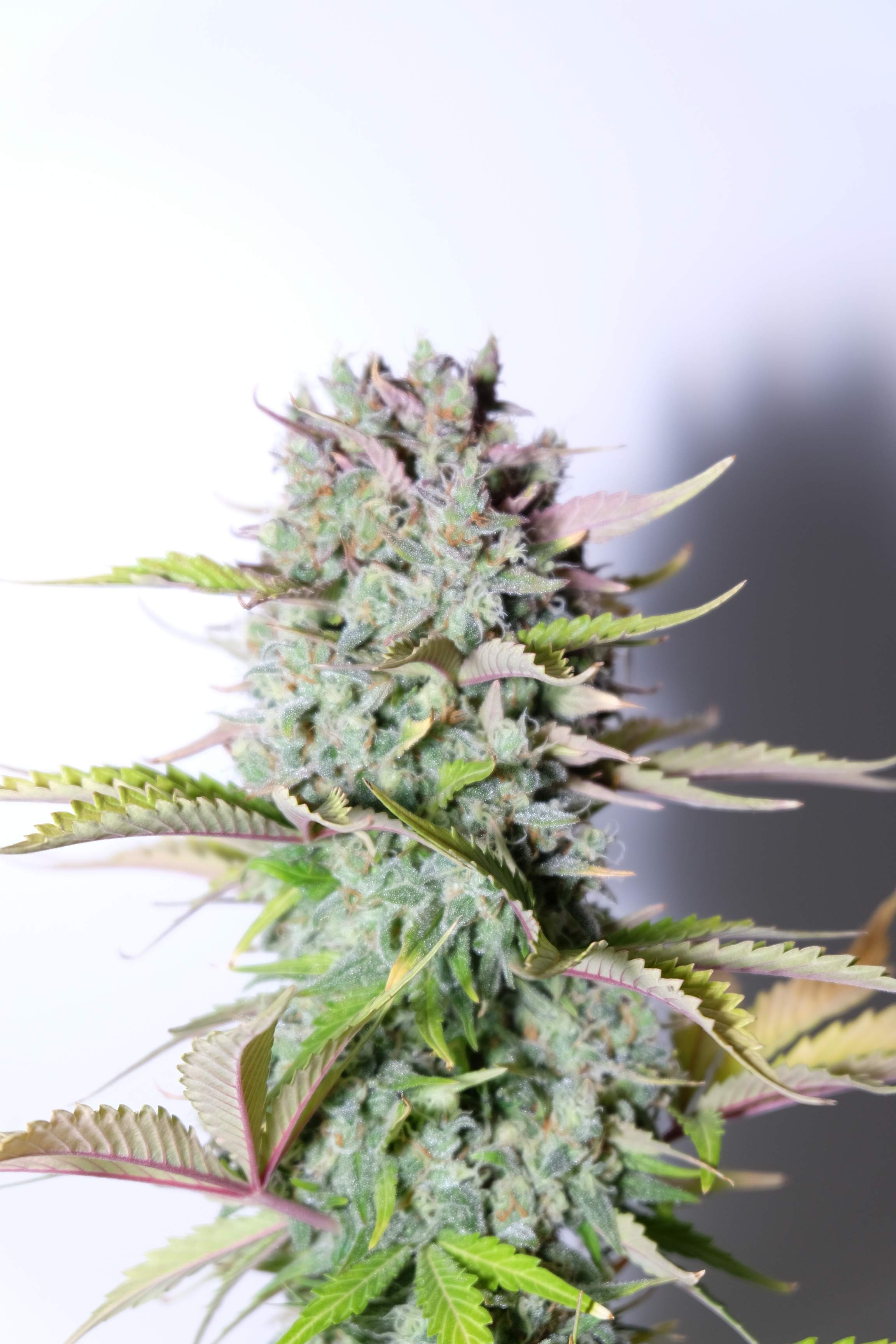 Fast Buds G14 Auto