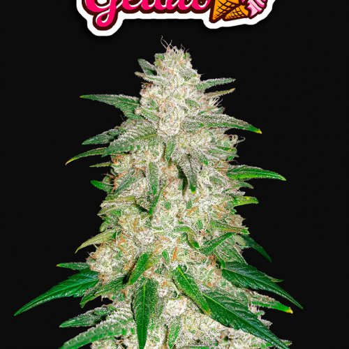 Fast Buds Gelato Auto