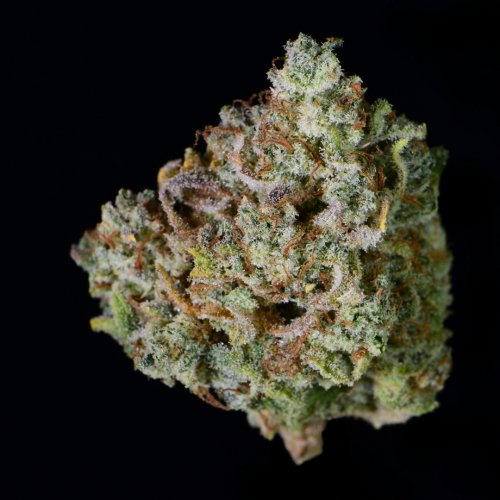 Fast Buds Gelato Auto