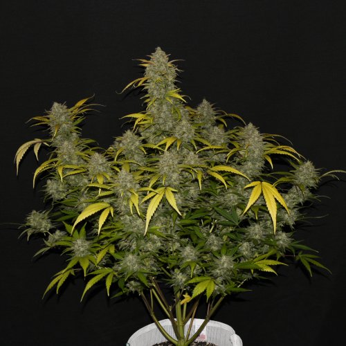 Fast Buds Gelato Auto
