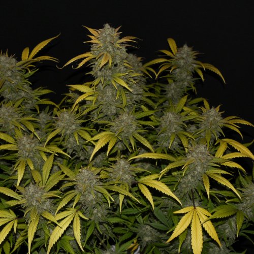 Fast Buds Gelato Auto