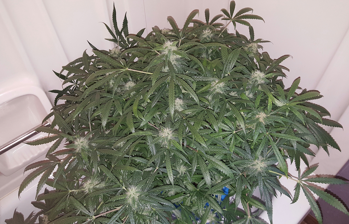 Fast Buds Green Crack Auto