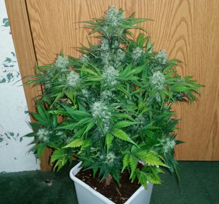 Fast Buds Green Crack Auto