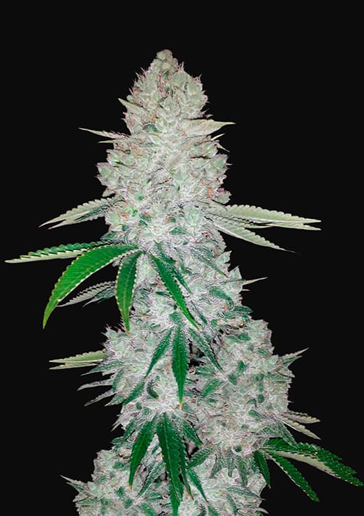 Fast Buds Gorilla Glue Auto