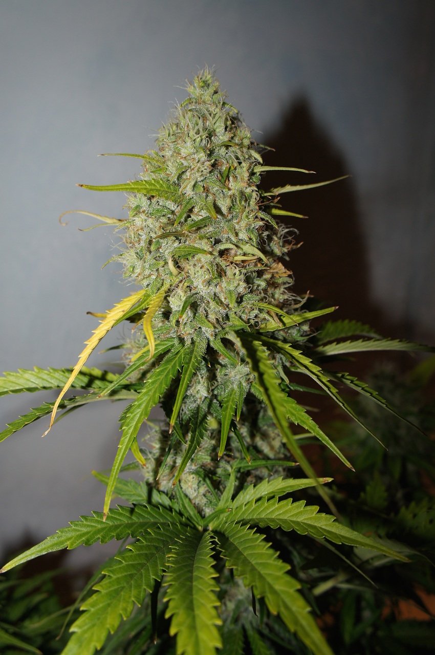 Fast Buds Grapefruit´matic Auto