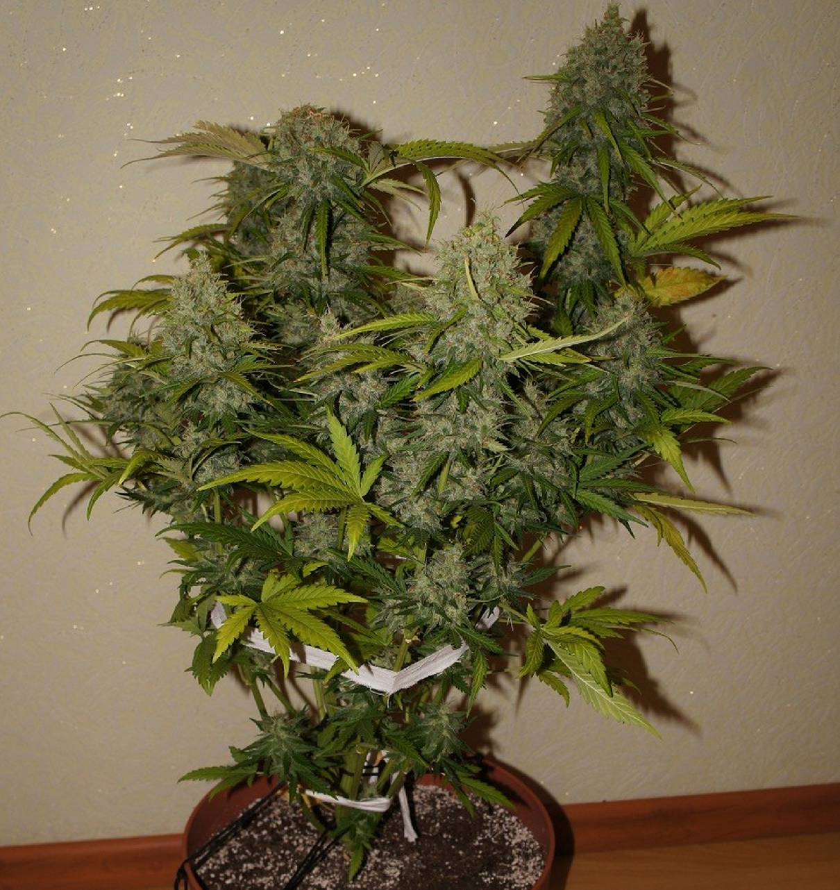 Fast Buds Grapefruit´matic Auto