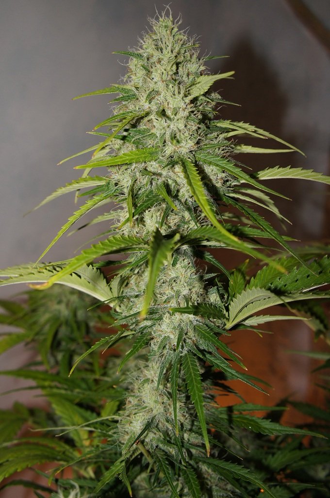 Fast Buds Grapefruit´matic Auto