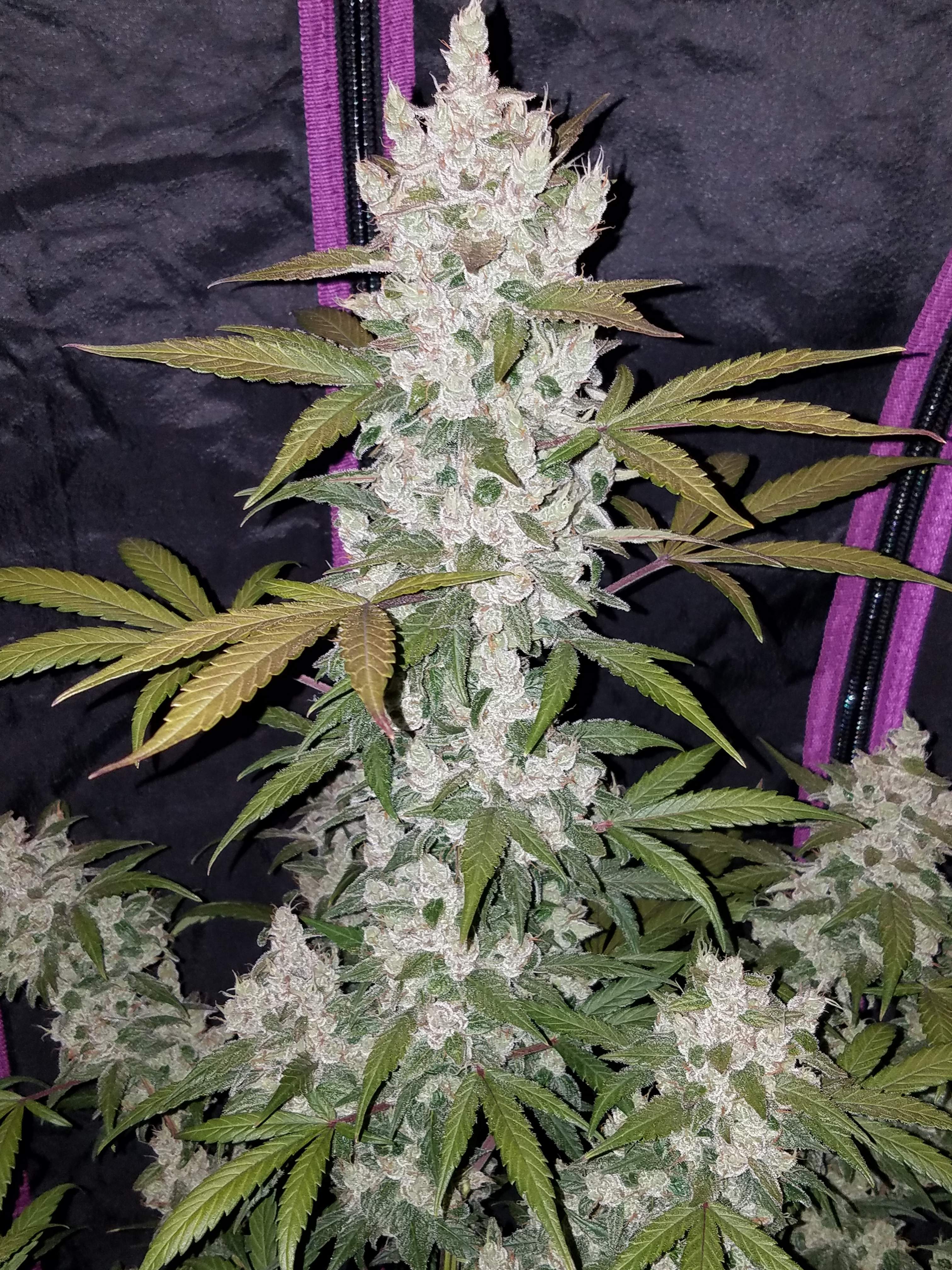 Fast Buds Girl Scout Cookies Auto