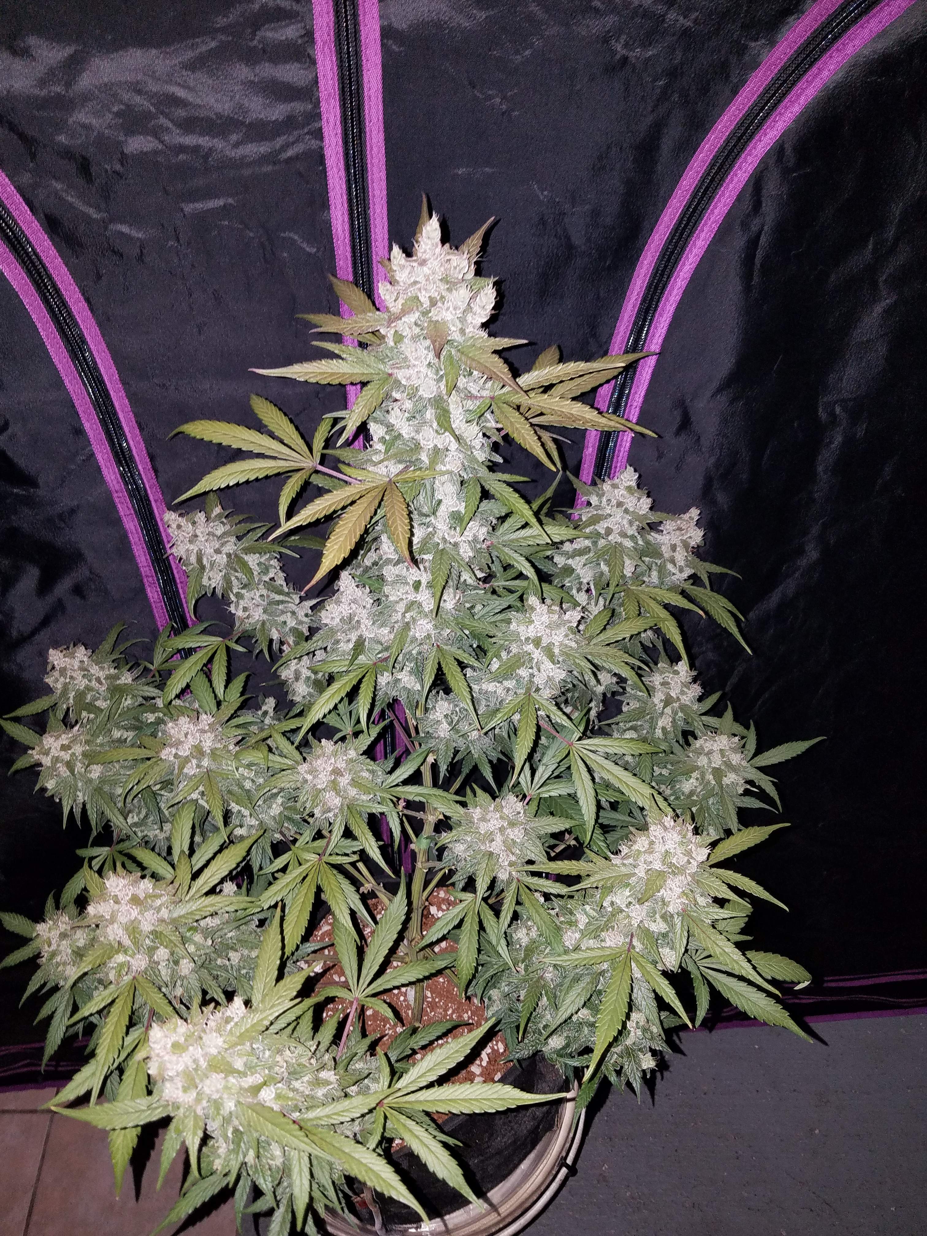 Fast Buds Girl Scout Cookies Auto