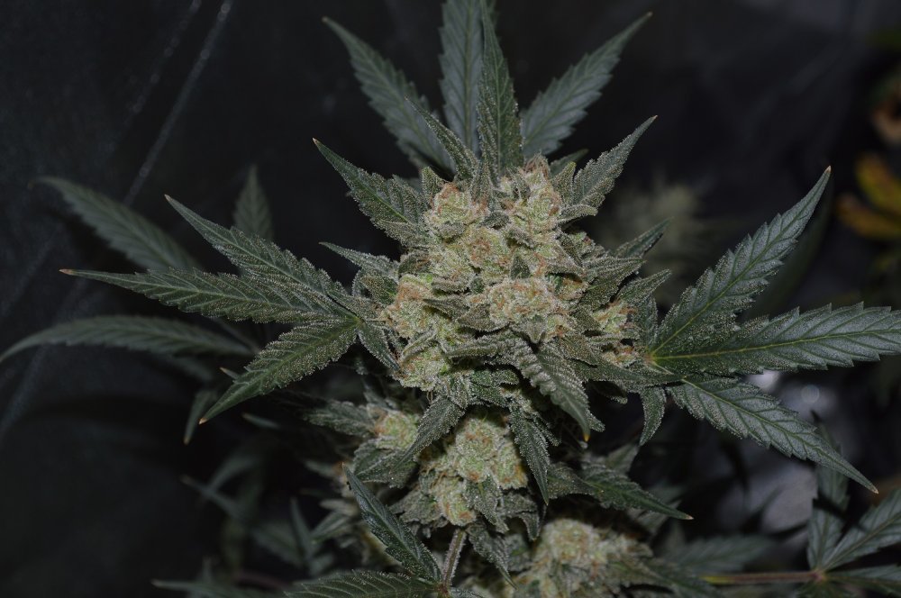 Fast Buds Girl Scout Cookies Auto