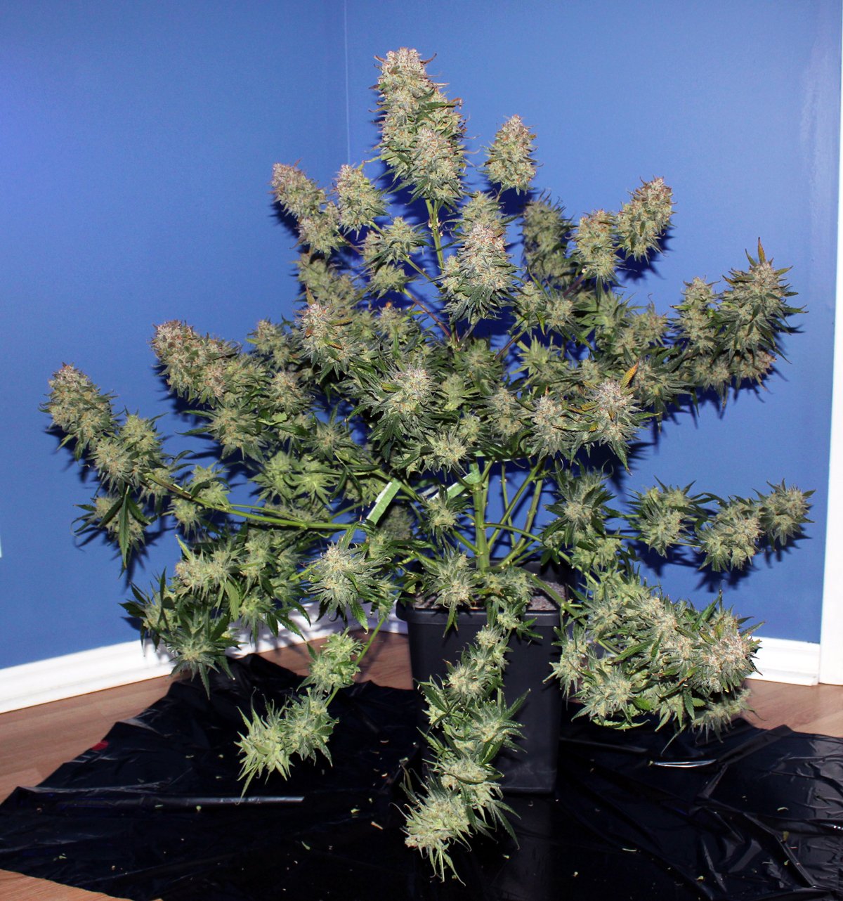Fast Buds Girl Scout Cookies Auto