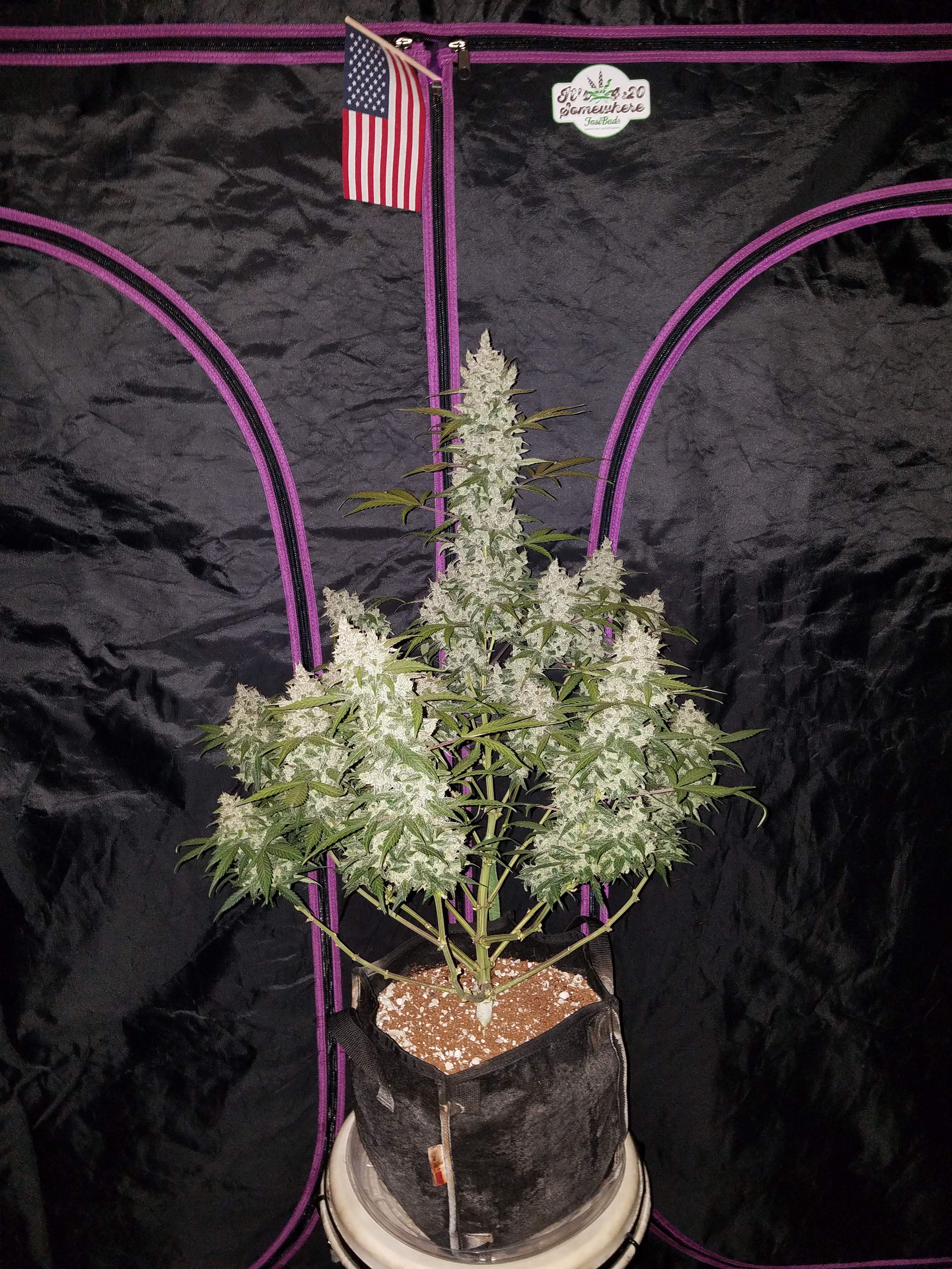 Fast Buds Girl Scout Cookies Auto