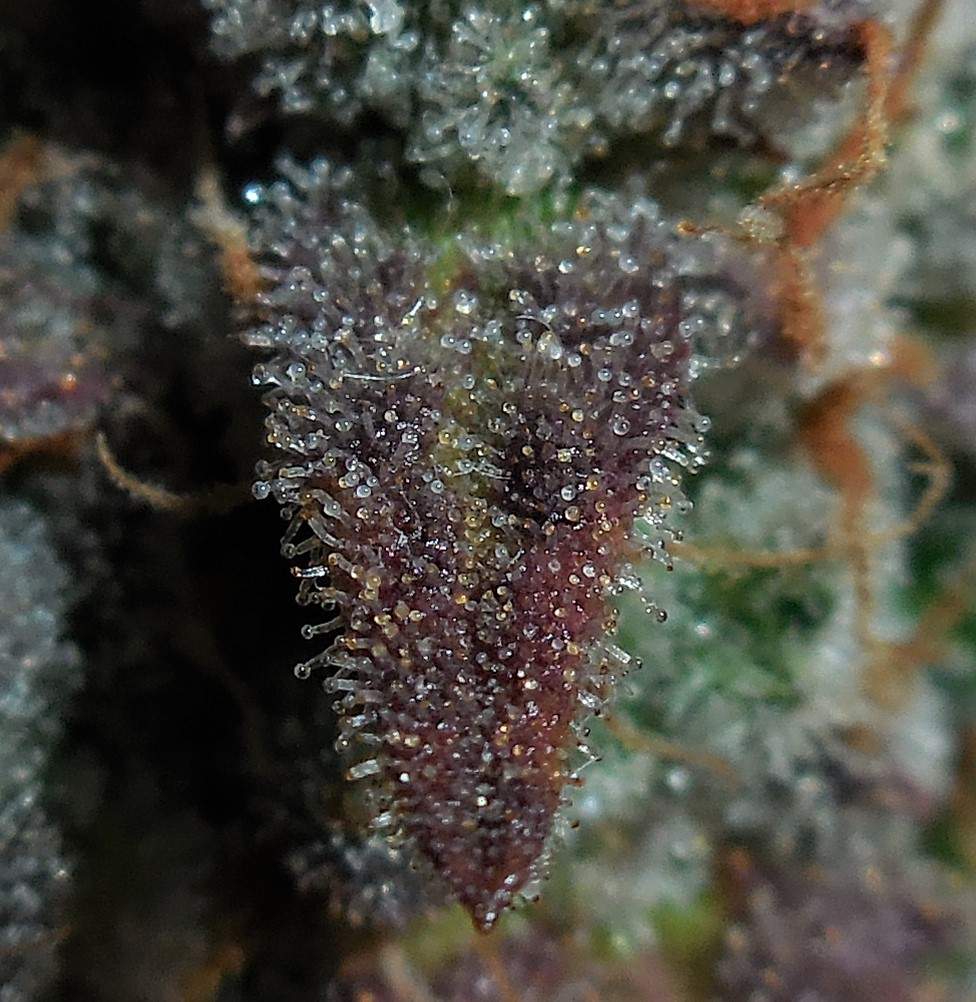 Fast Buds Lemon AK Auto
