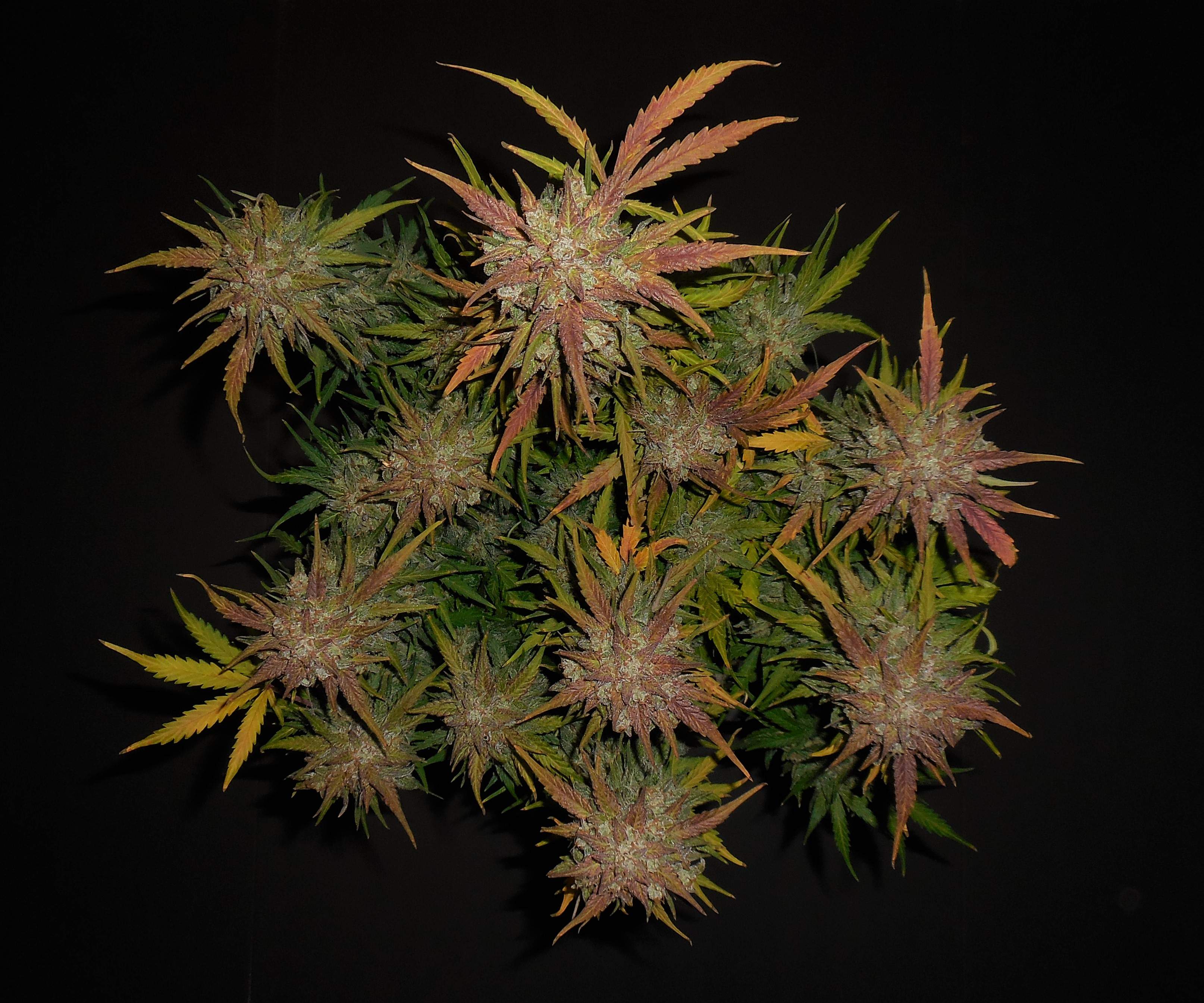 Fast Buds Lemon AK Auto