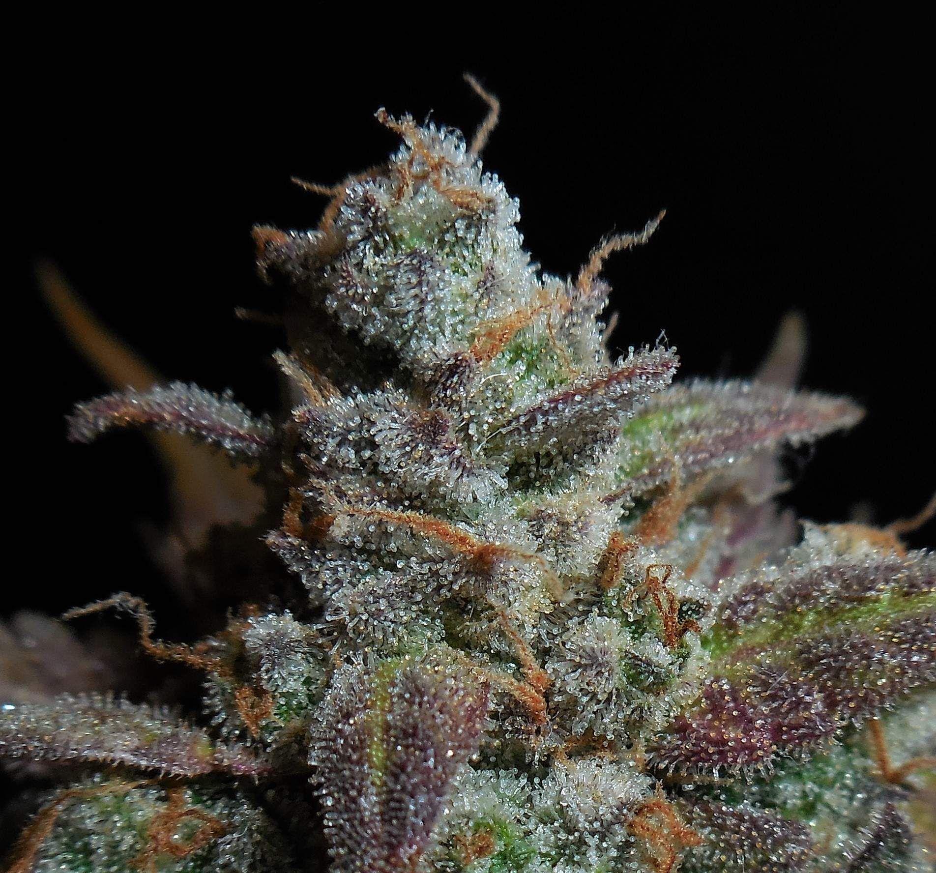 Fast Buds Lemon AK Auto