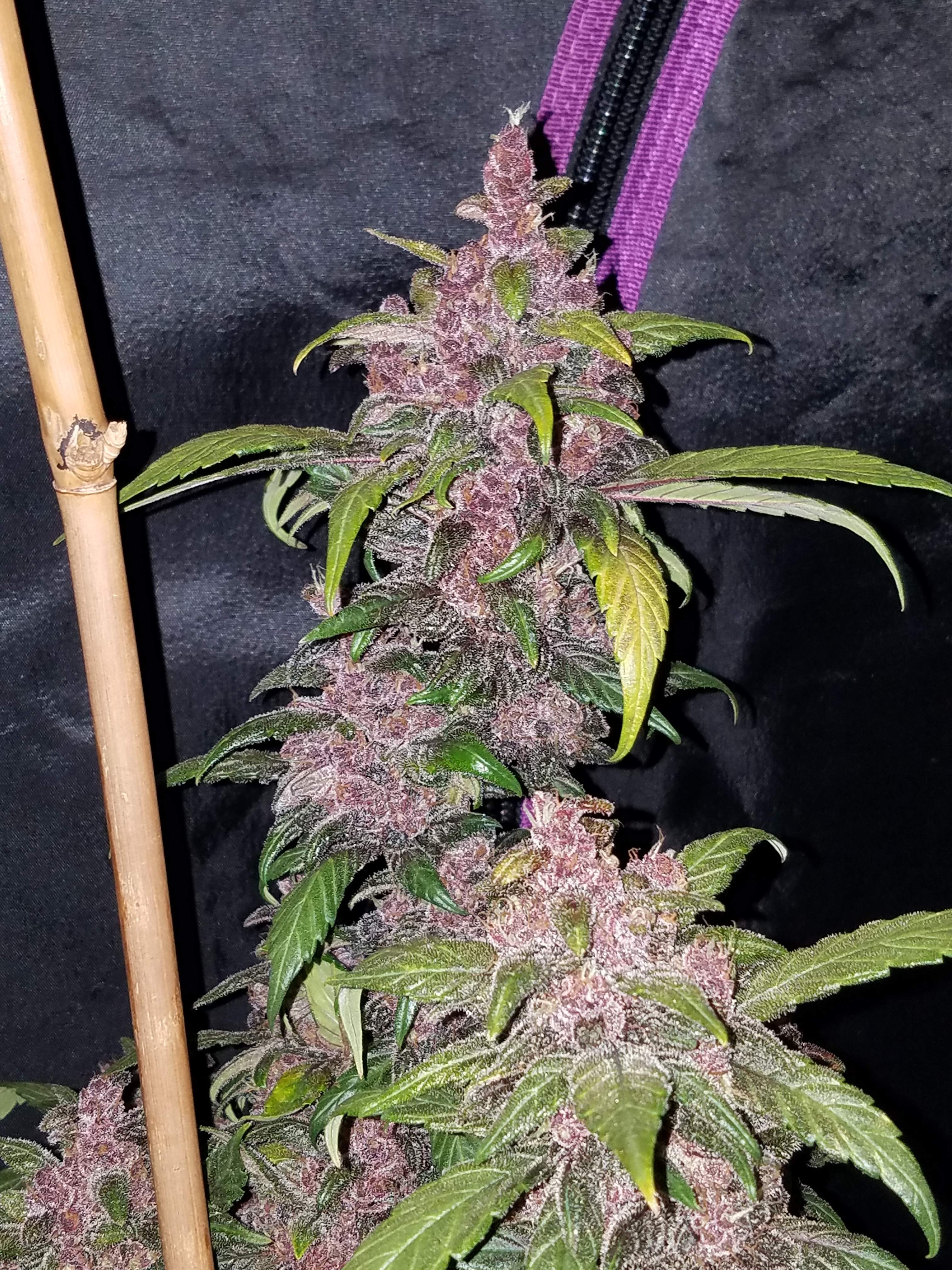 Fast Buds LSD-25 Auto