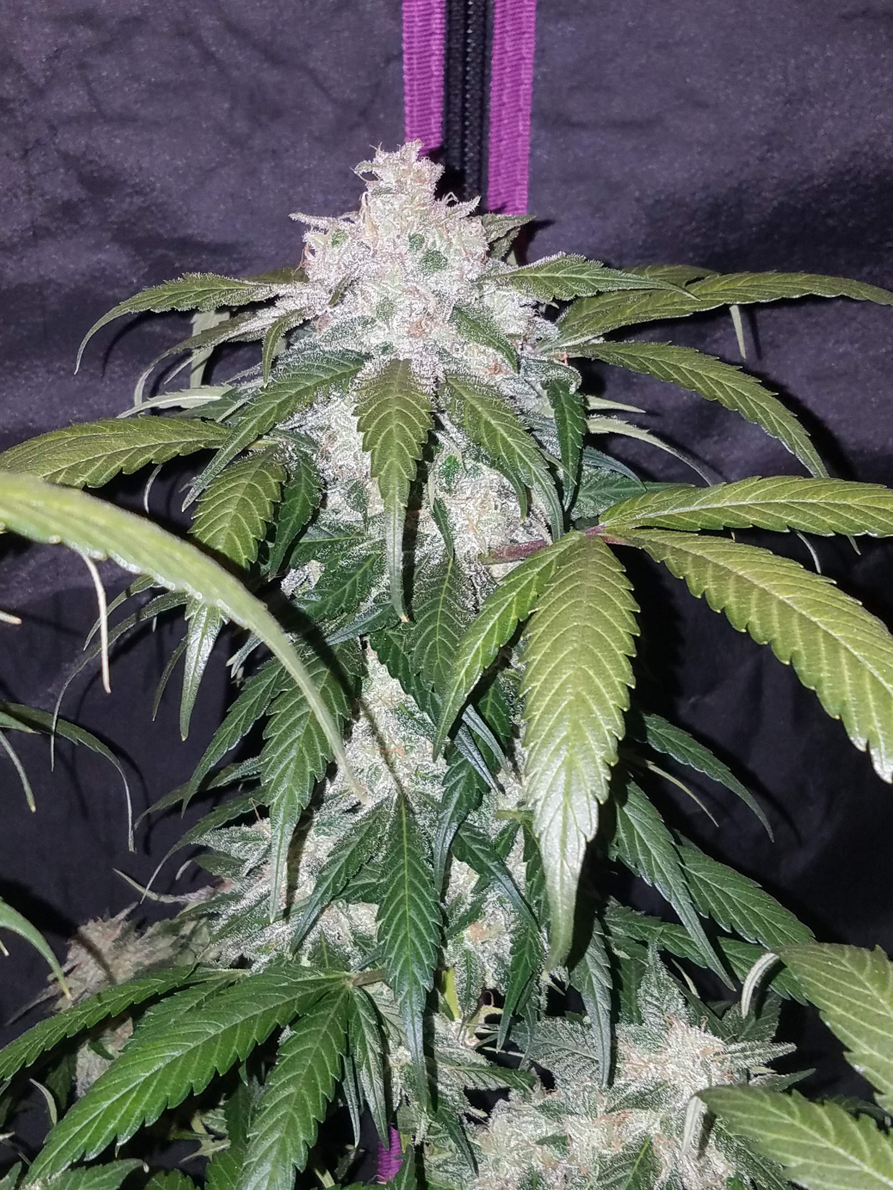 Fast Buds Pineapple Express Auto