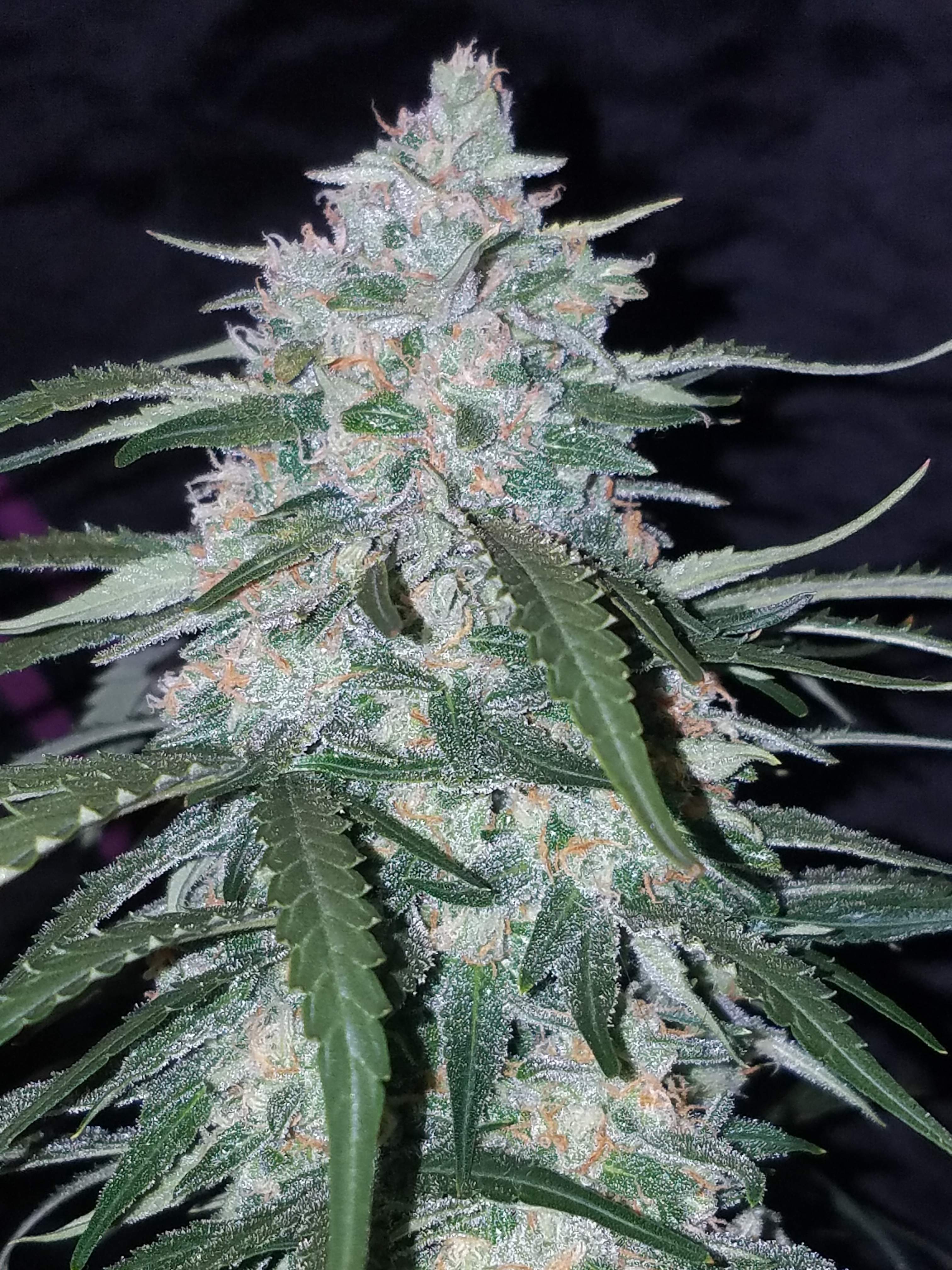 Fast Buds Pineapple Express Auto