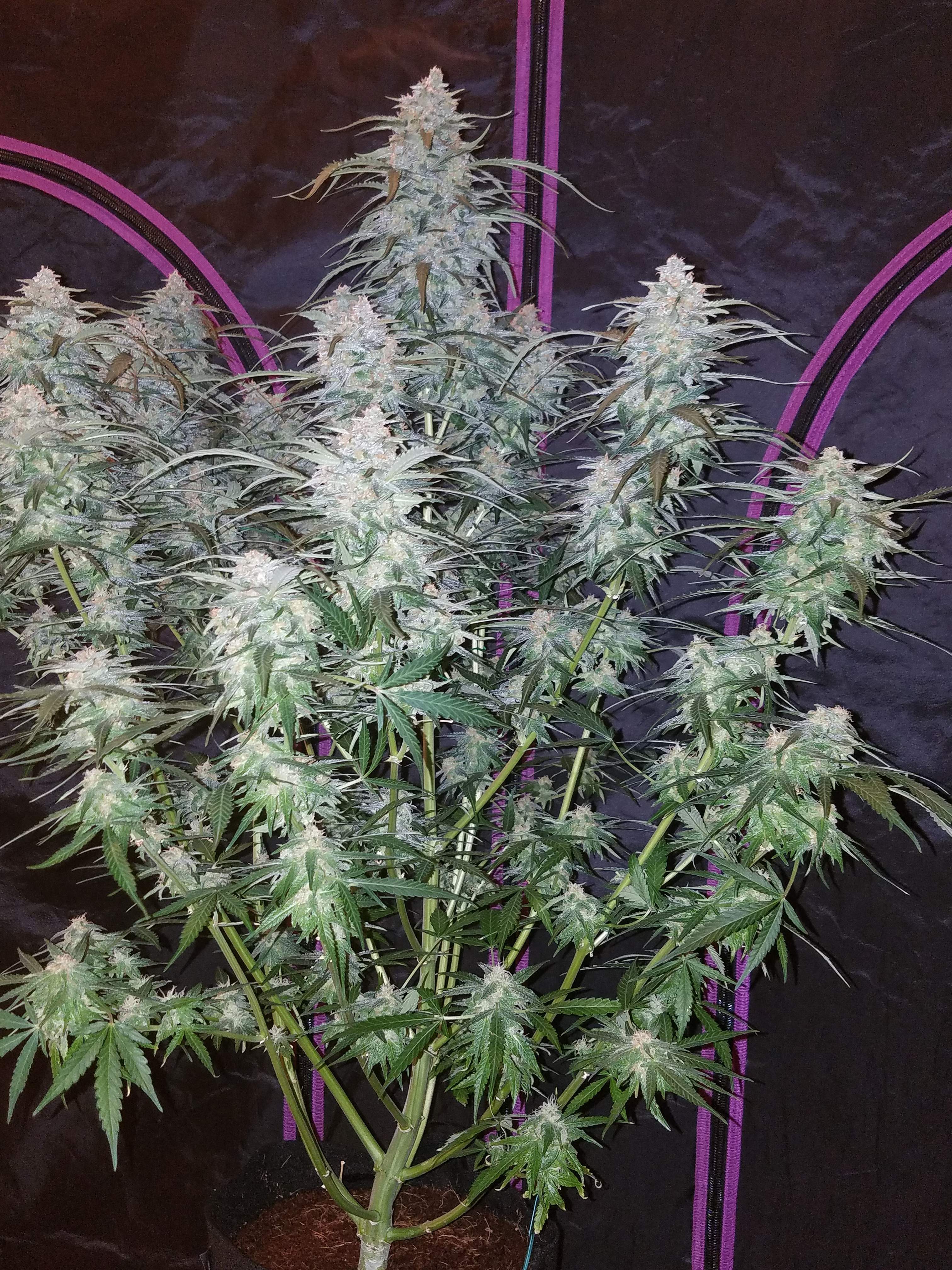 Fast Buds Pineapple Express Auto
