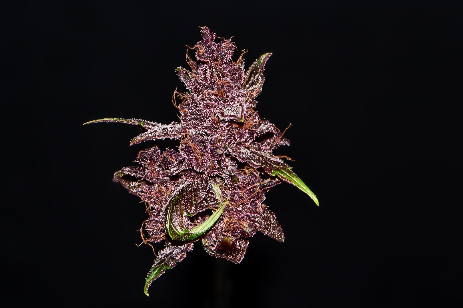 Fast Buds Purple Lemonade Auto