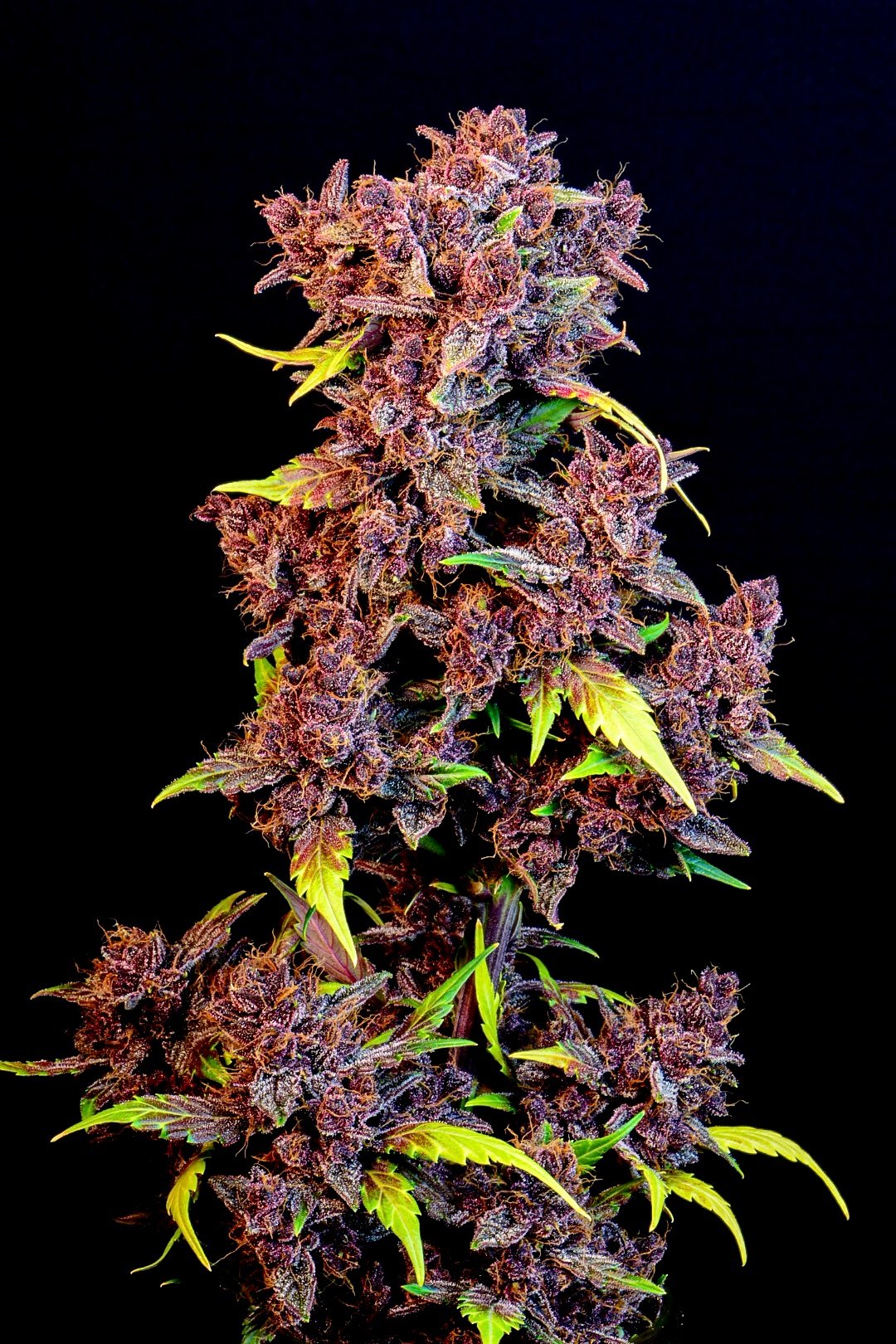 Fast Buds Purple Lemonade Auto