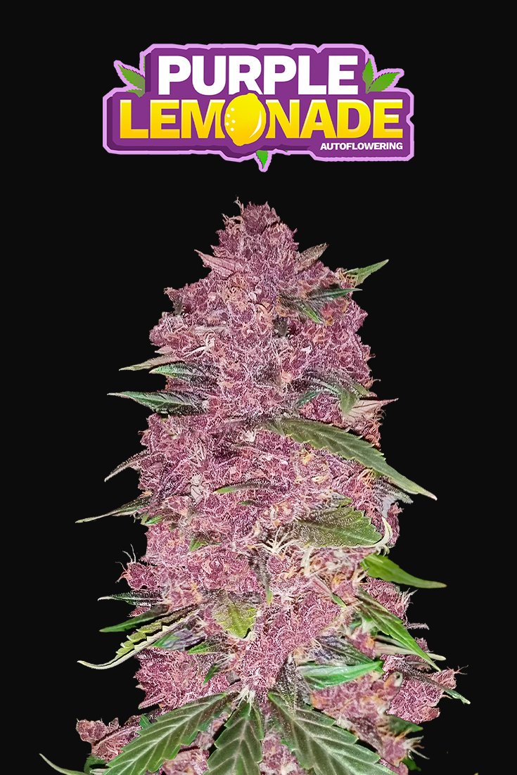 Fast Buds Purple Lemonade Auto