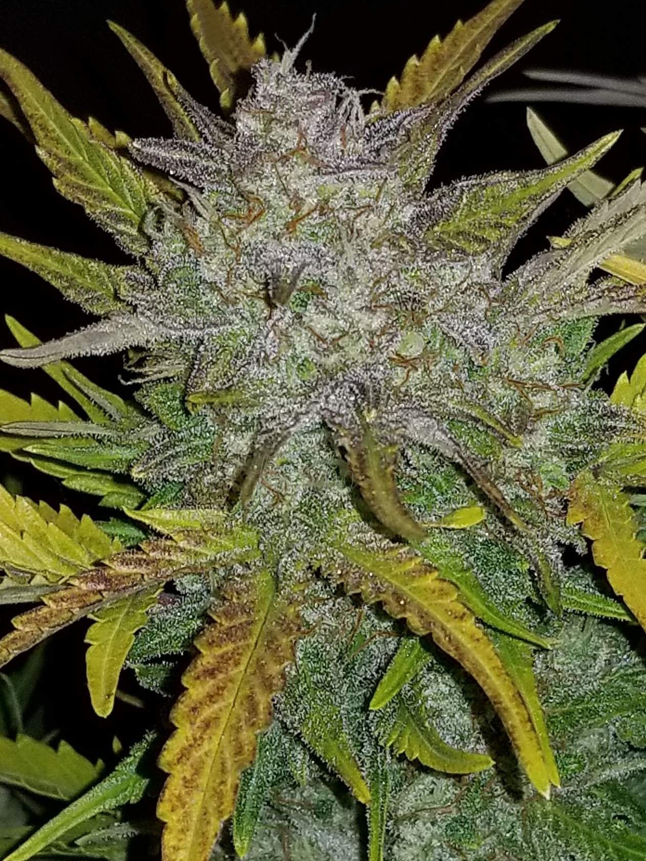Fast Buds Rhino Ryder Auto