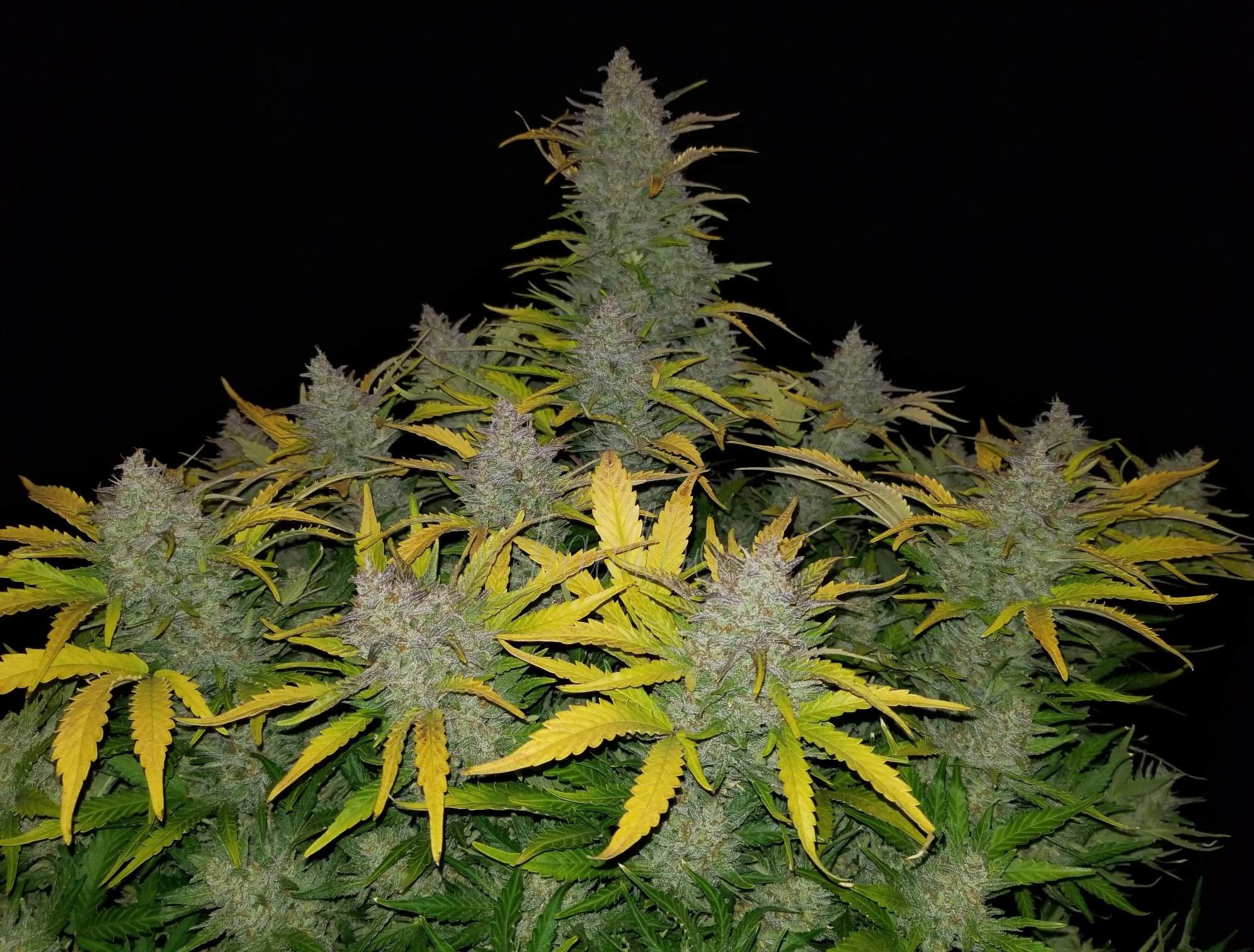 Fast Buds Rhino Ryder Auto