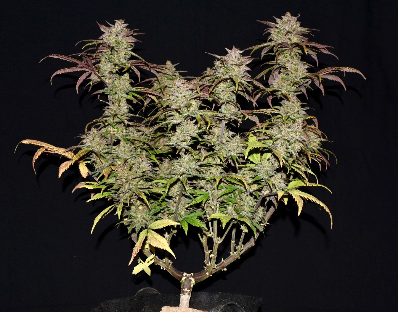 Fast Buds Smoothie Auto