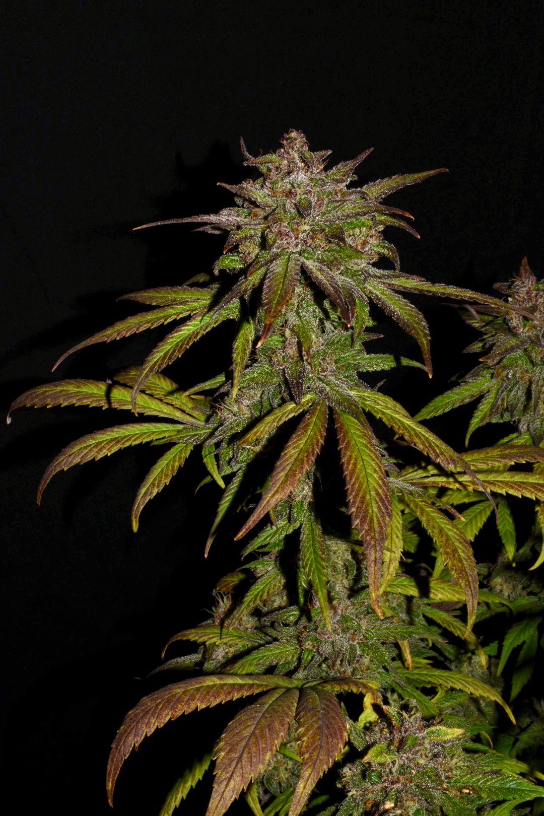 Fast Buds Smoothie Auto