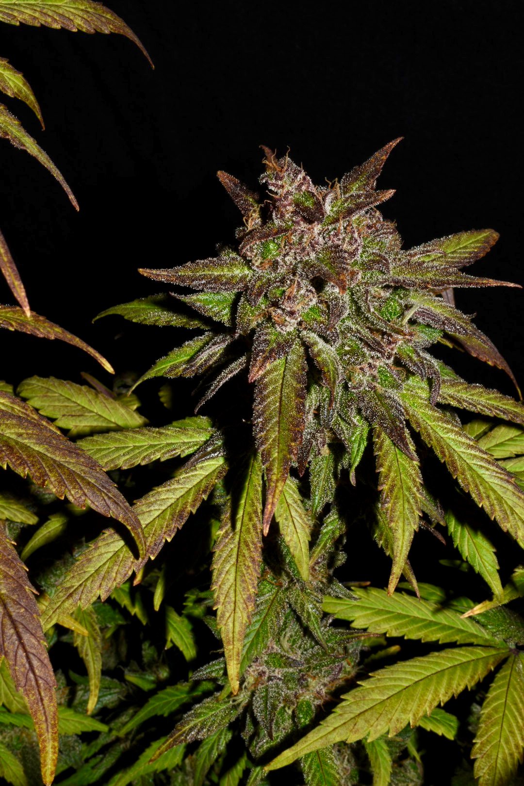 Fast Buds Smoothie Auto