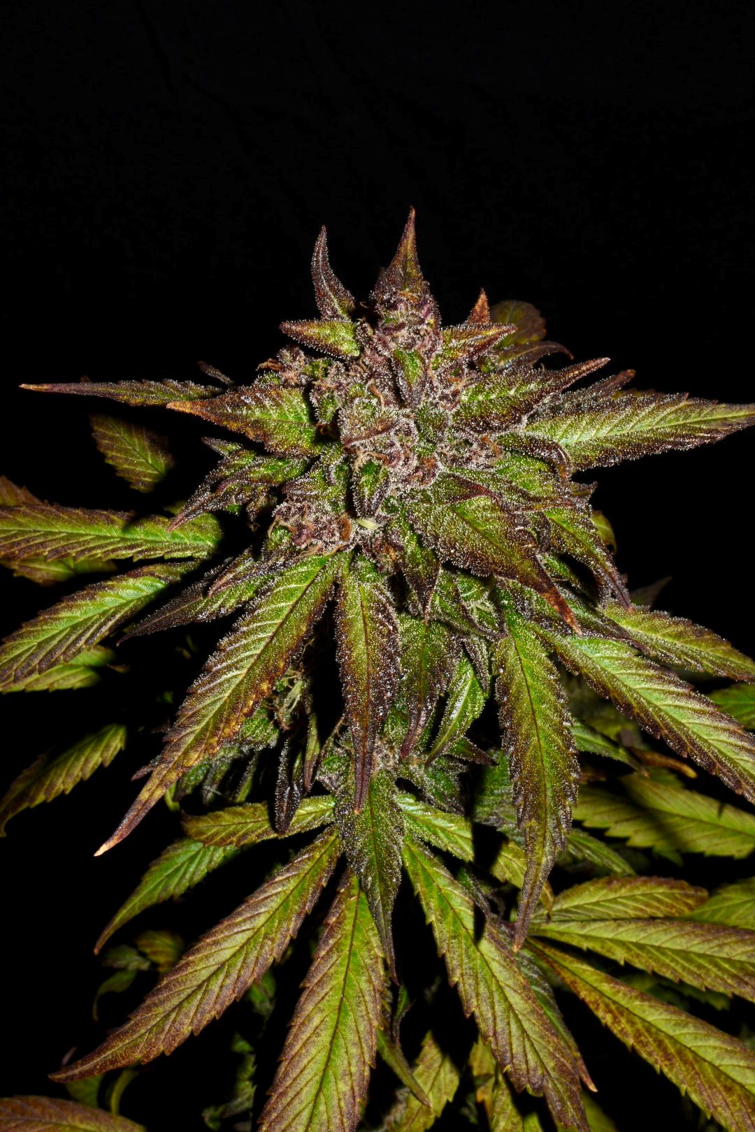 Fast Buds Smoothie Auto
