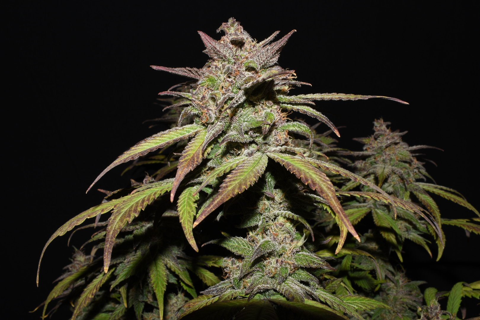 Fast Buds Smoothie Auto