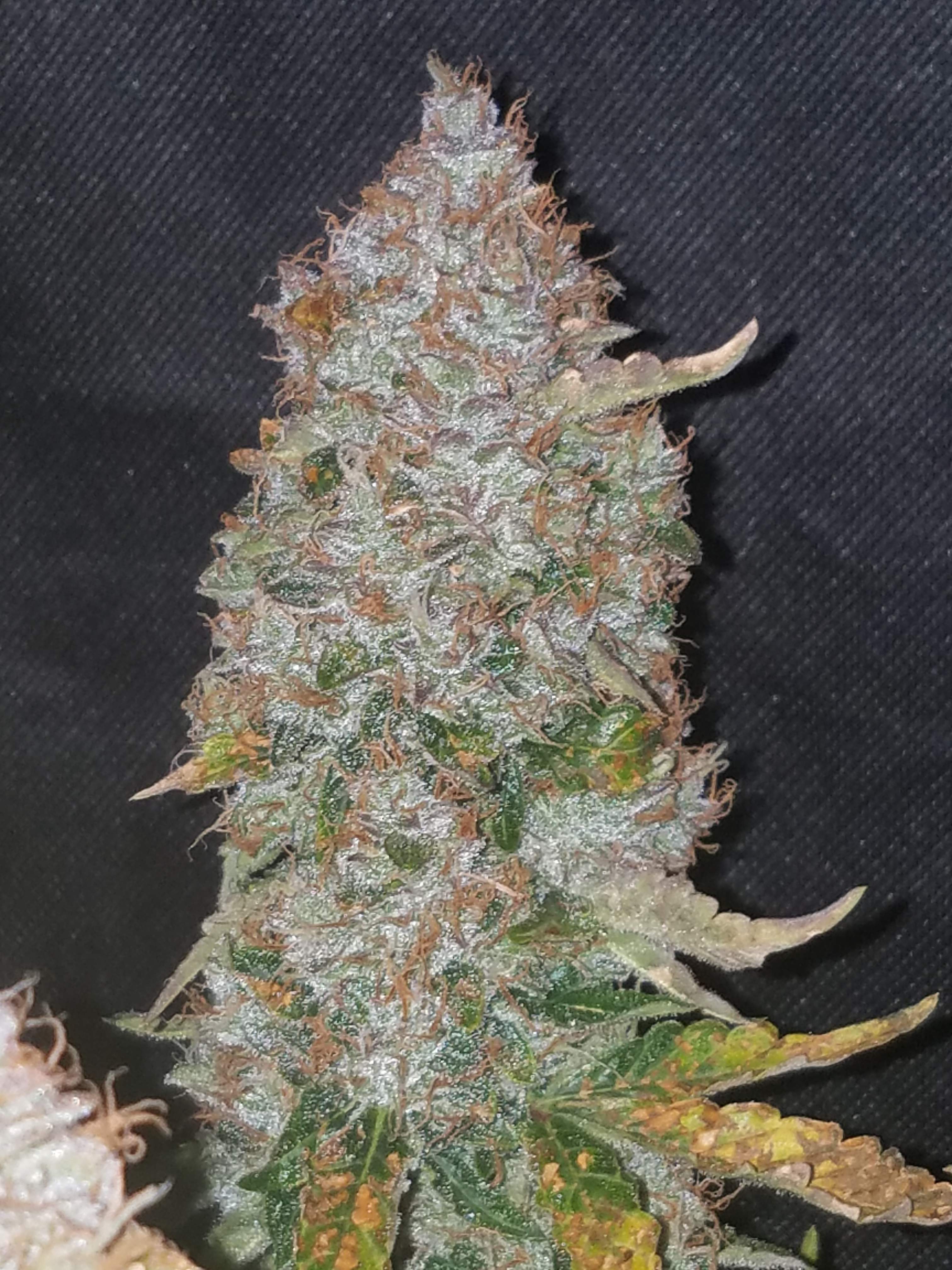 Fast Buds Stardawg Auto