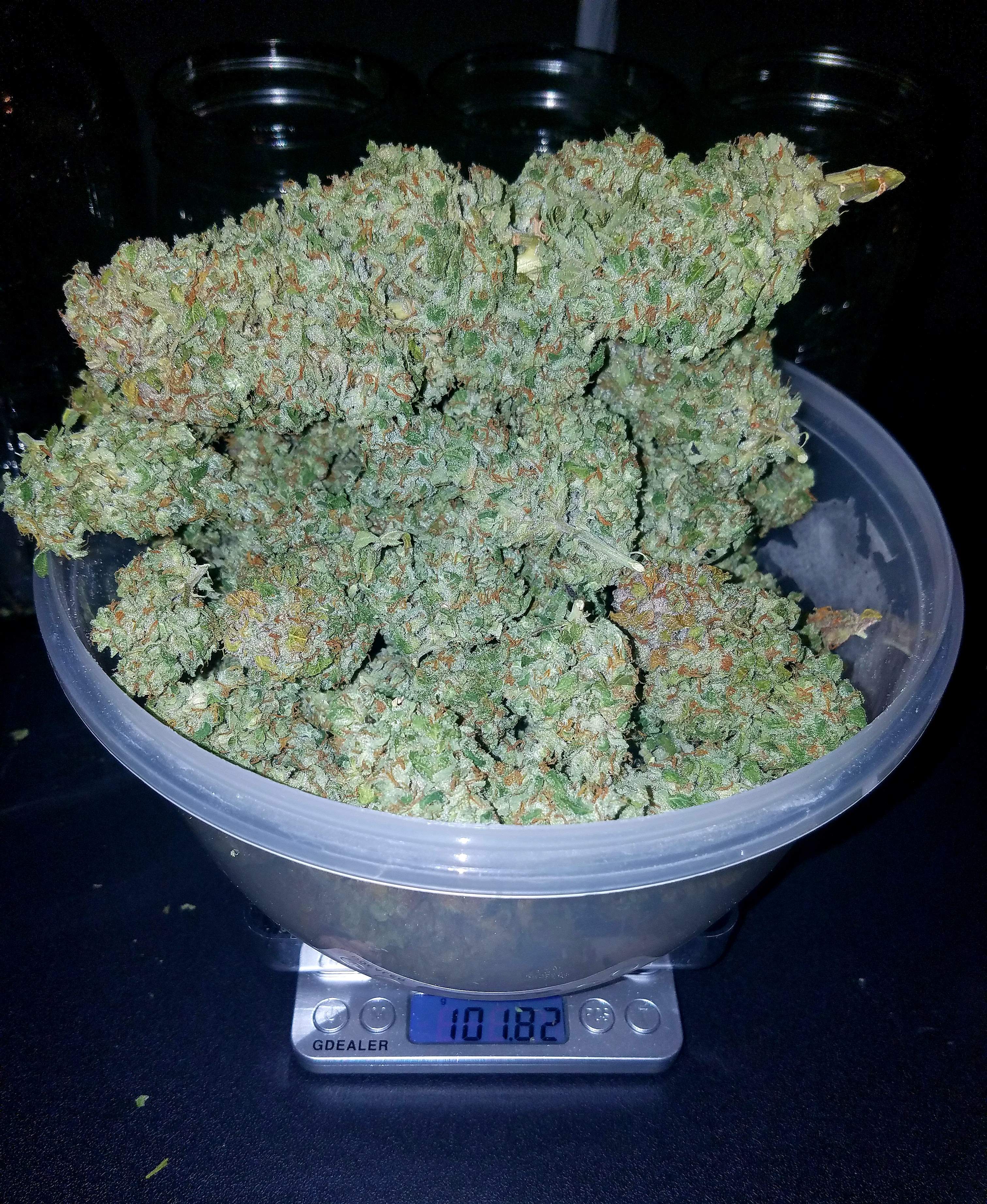 Fast Buds Stardawg Auto