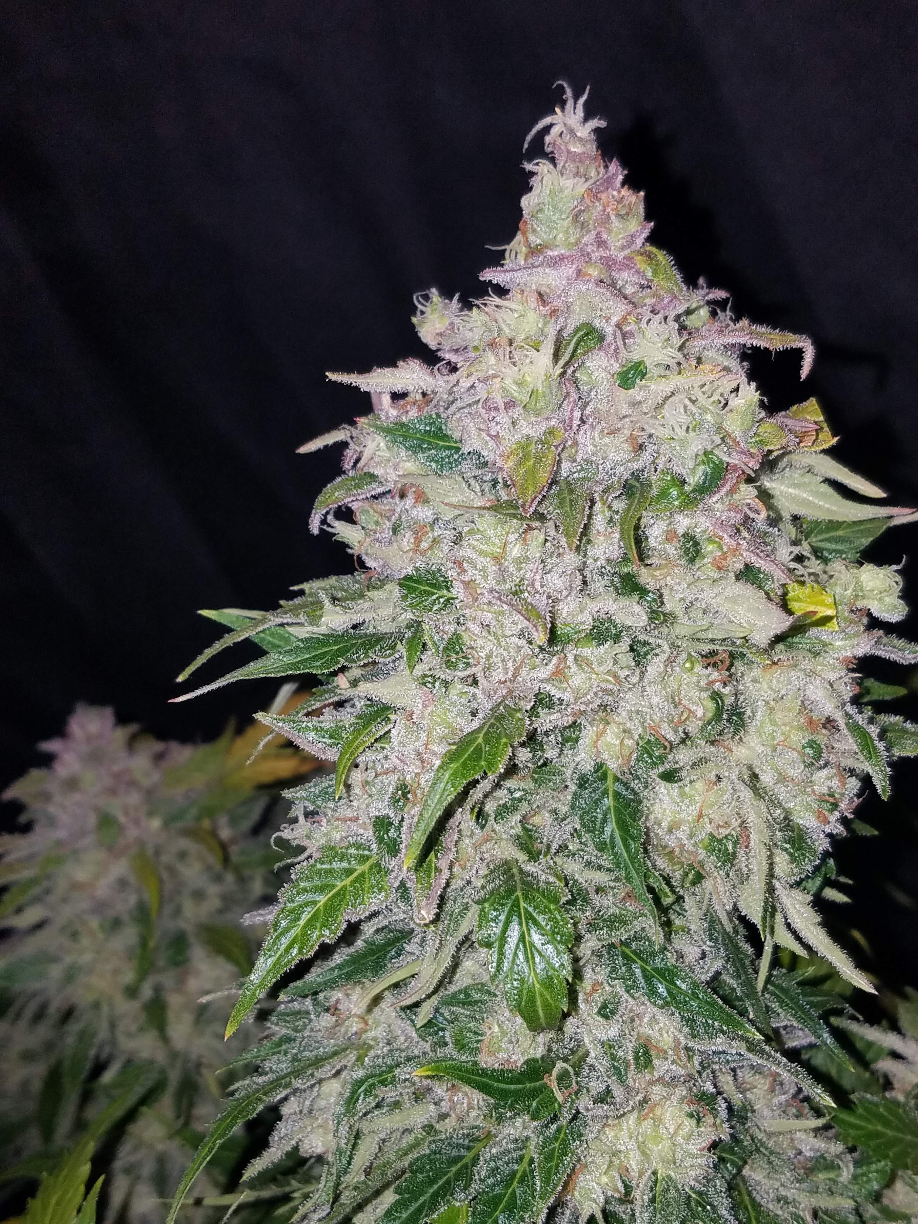 Fast Buds Stardawg Auto
