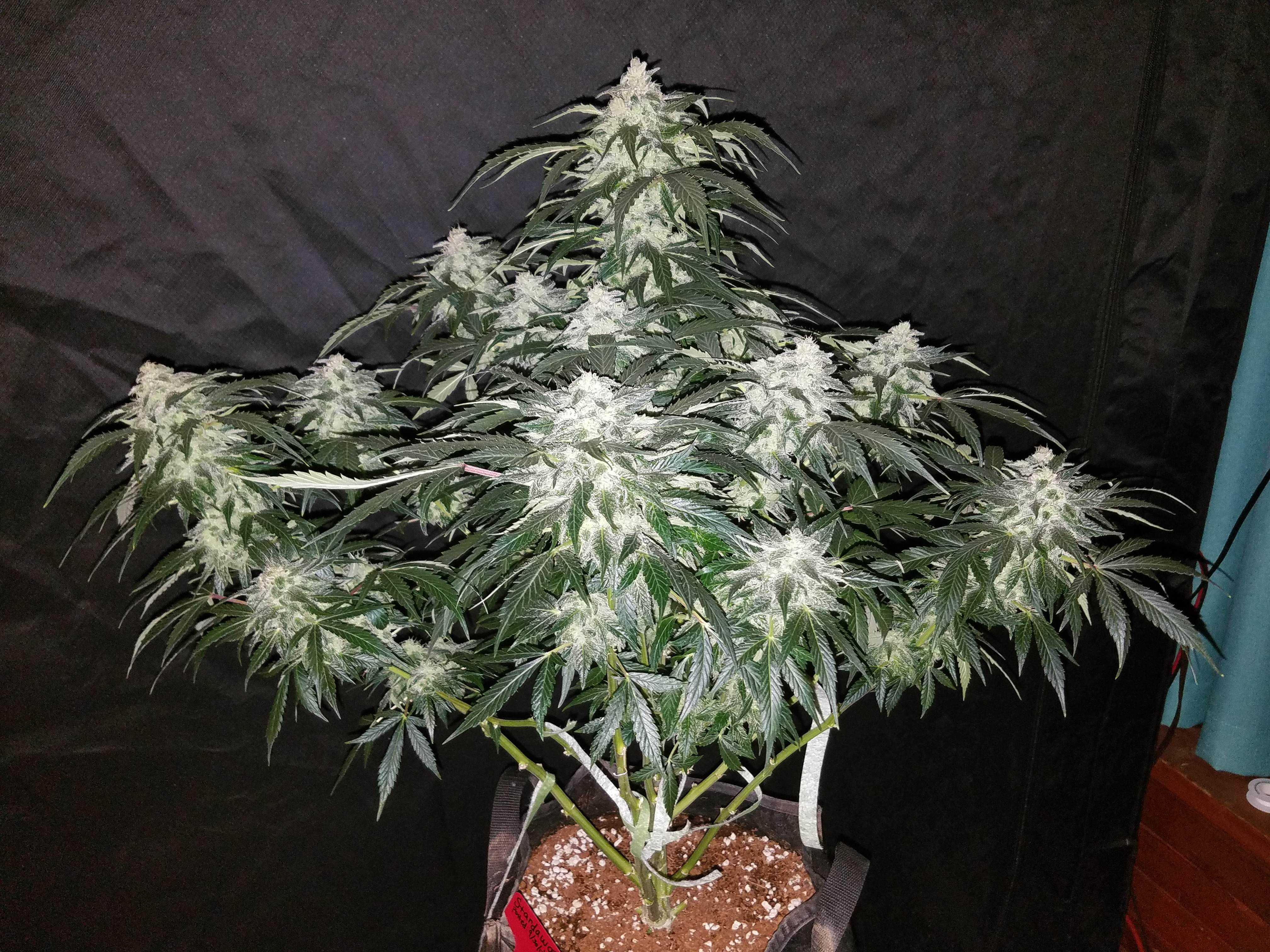Fast Buds Stardawg Auto