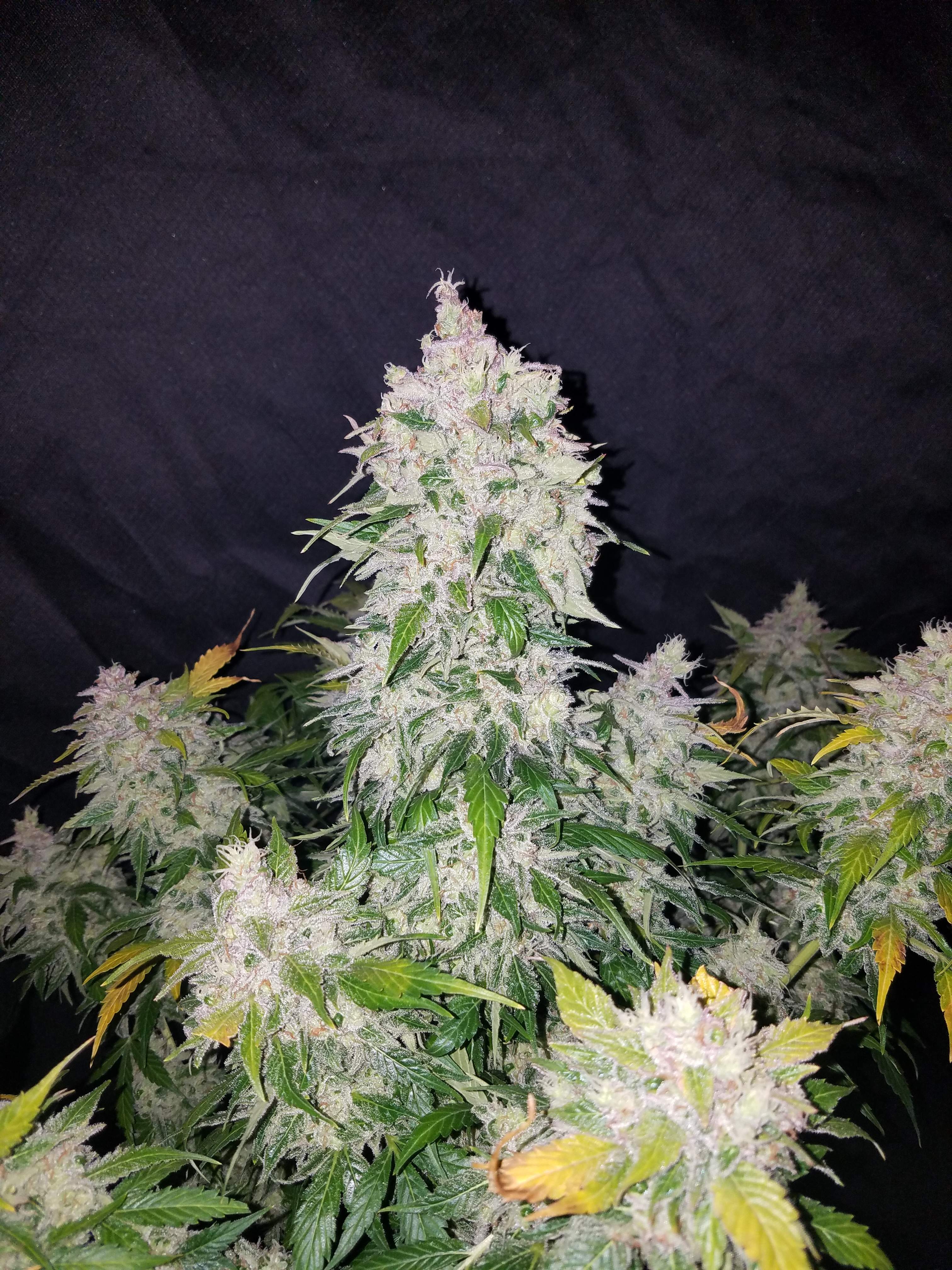 Fast Buds Stardawg Auto