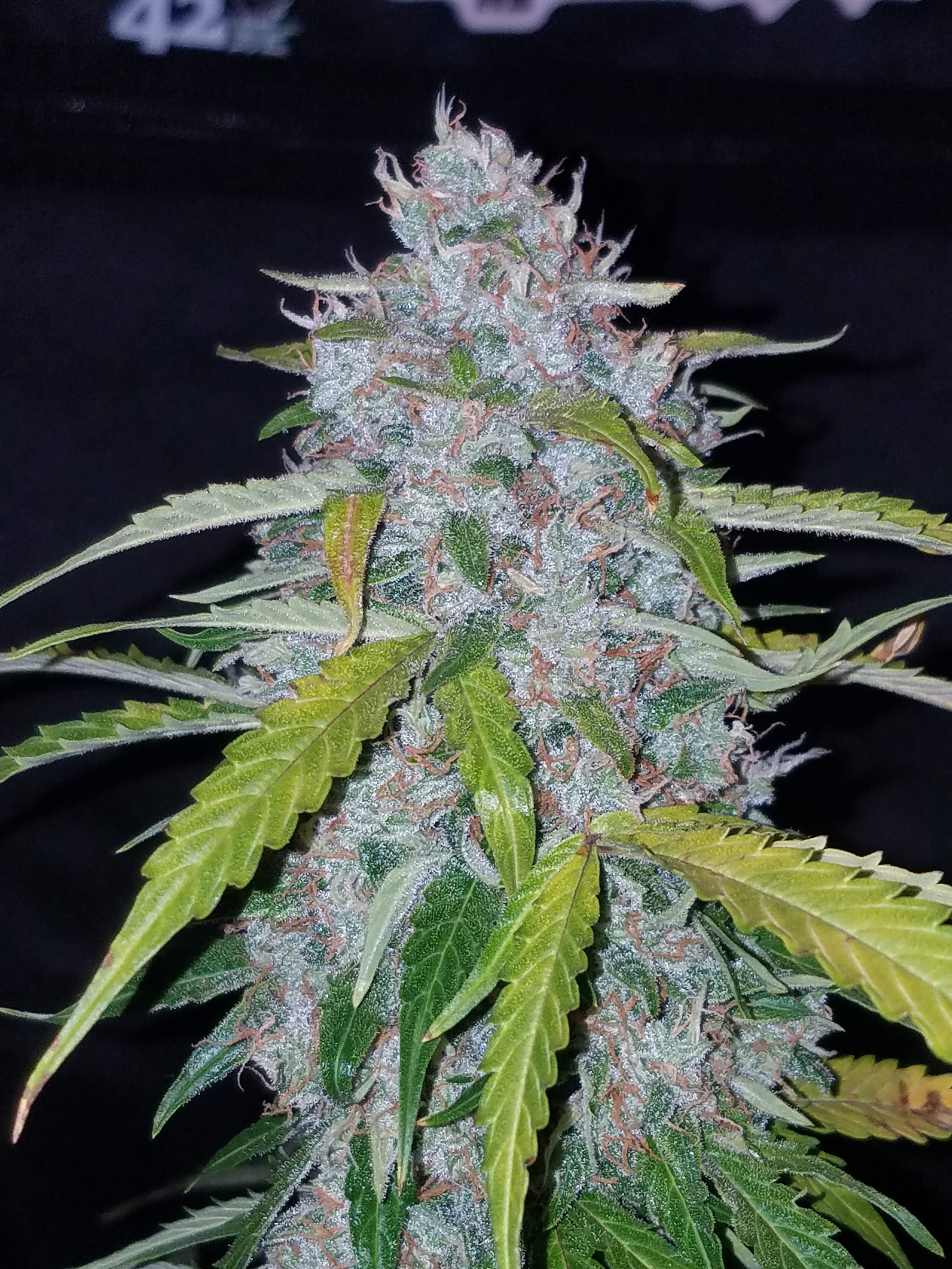 Fast Buds Six Shooter Auto