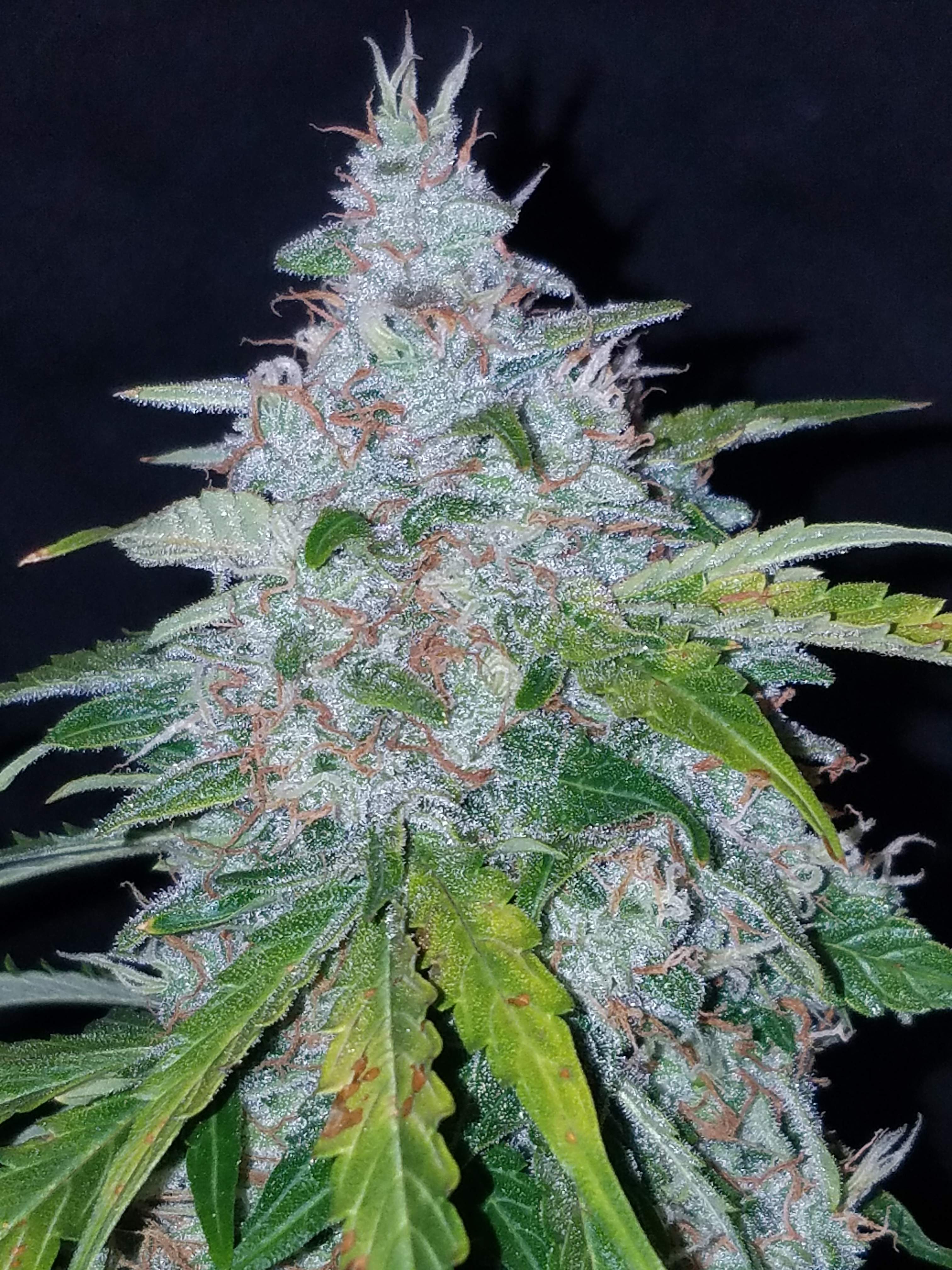Fast Buds Six Shooter Auto