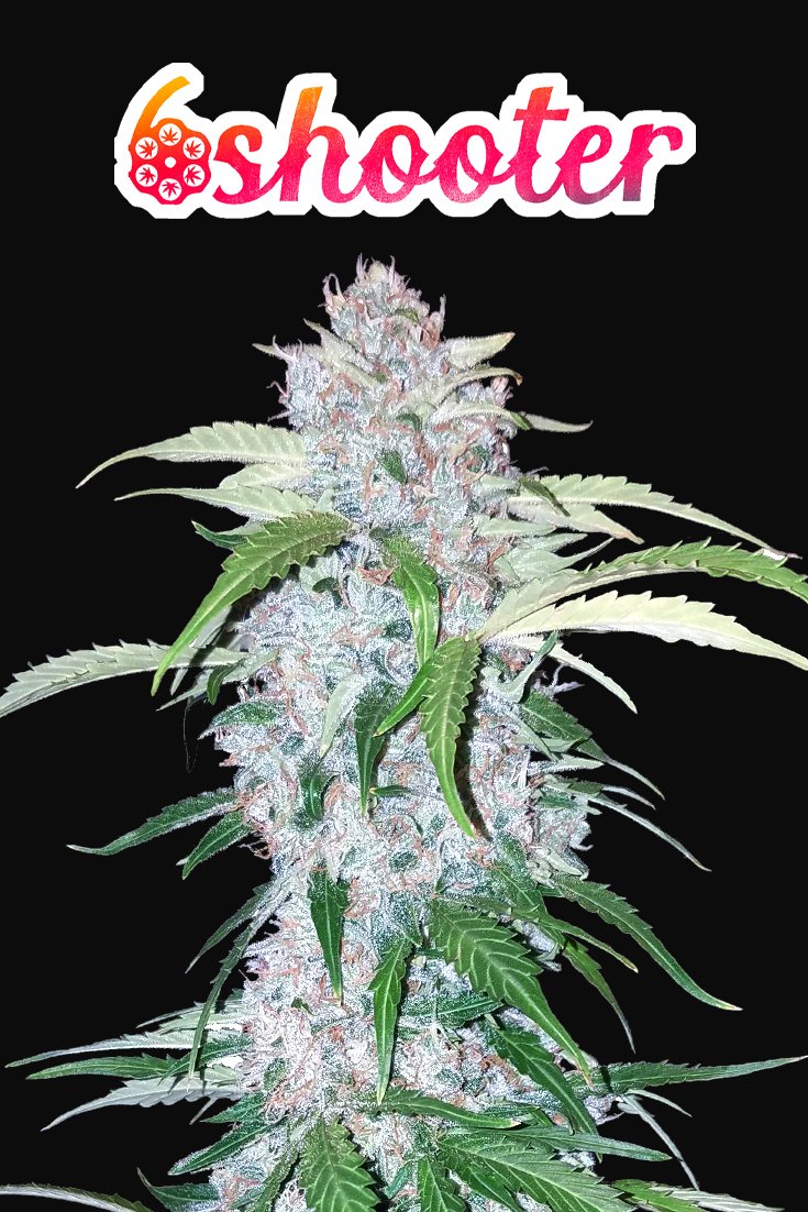 Fast Buds Six Shooter Auto