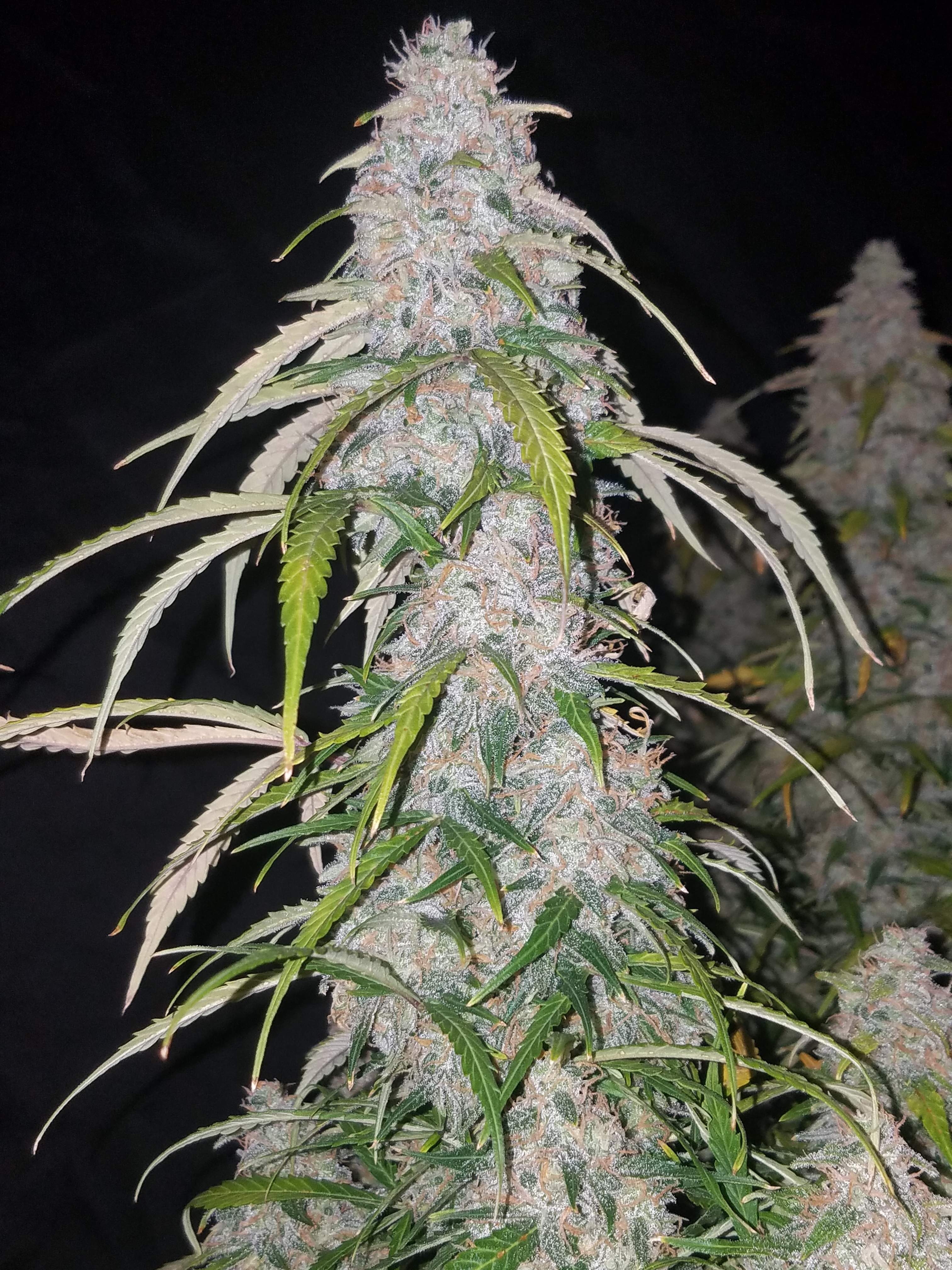 Fast Buds Six Shooter Auto