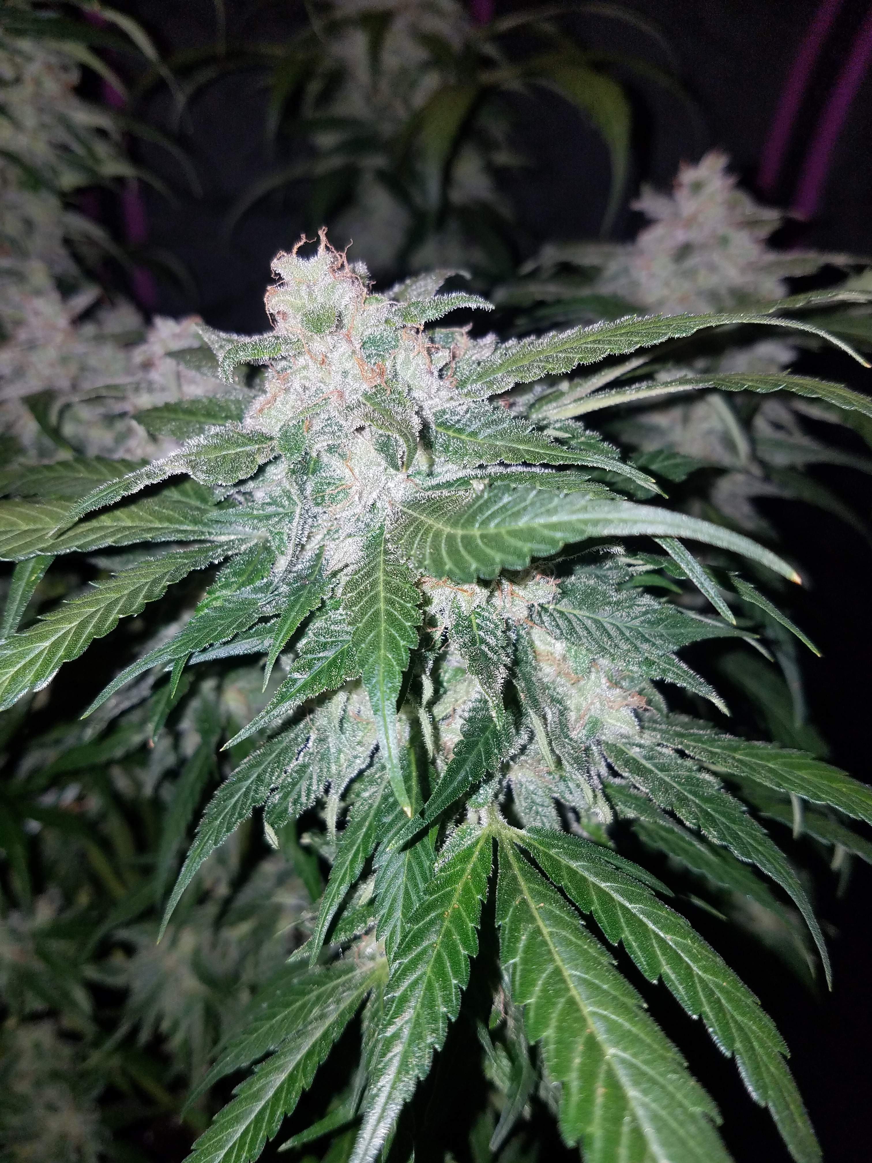 Fast Buds Tangie Matic Auto