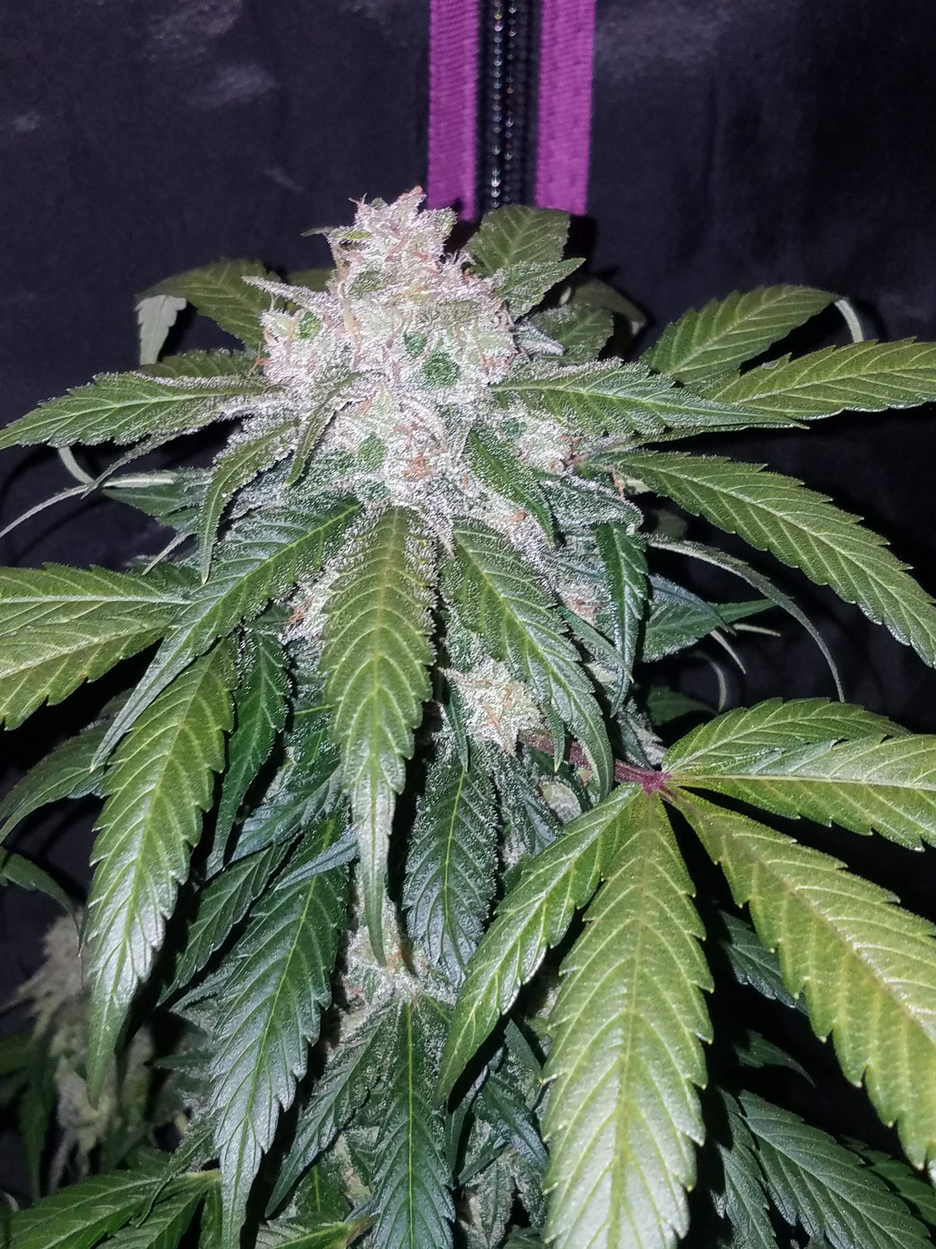 Fast Buds Tangie Matic Auto