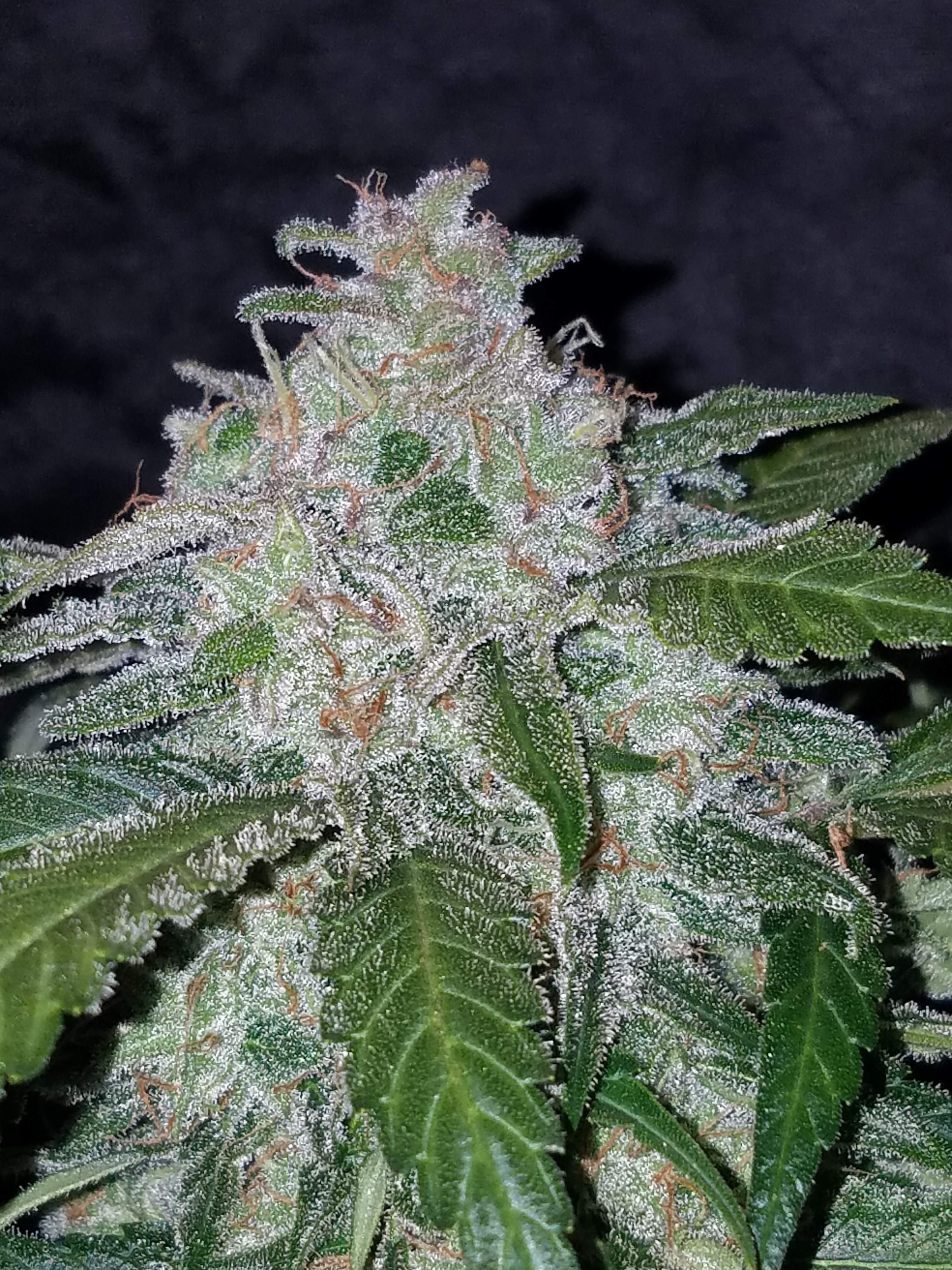 Fast Buds Tangie Matic Auto