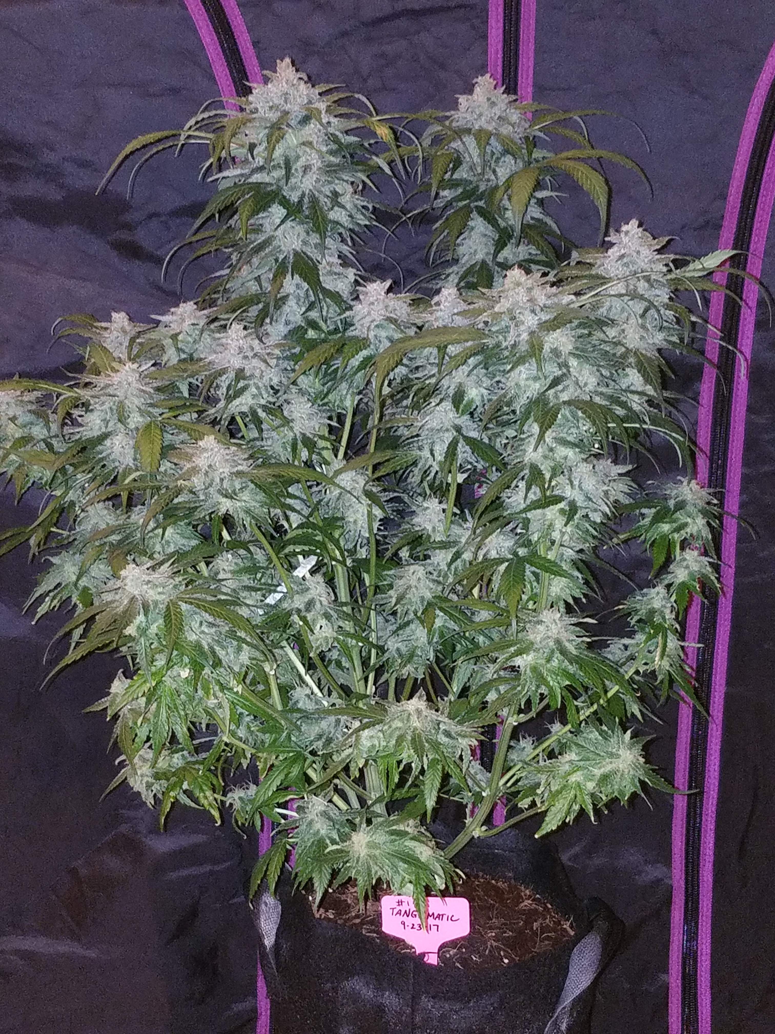Fast Buds Tangie Matic Auto