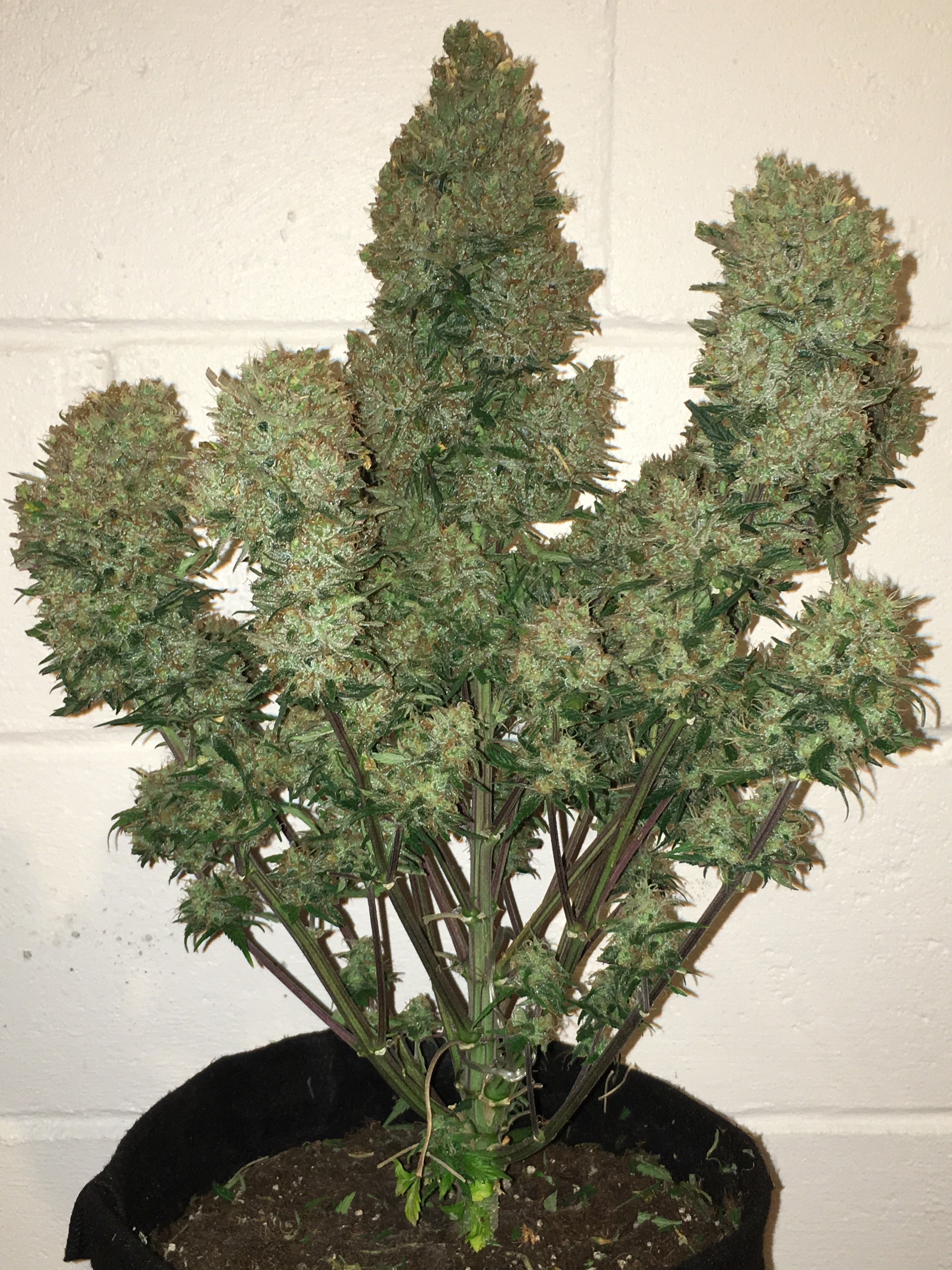 Fast Buds West Coast OG Auto