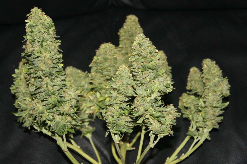 Fast Buds West Coast OG Auto